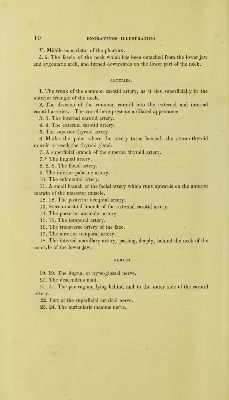 V. Middle constrictor of the pharynx. h. h. The fascia of the neck which has been detached from the lower jaw and zygomatic arch, and turned downwards on the lower part of the neck. ARTERIES. 1. The trunk of the common carotid artery, as it lies superficially in the anterior triangle of the neck. 2. The division of the common carotid into the external and internal carotid arteries. The vessel here presents a dilated appearance. 3. 3. The internal carotid artery. 4. 4. The external carotid artery, 5. The superior thyroid artery. 6. Marks the point where the artery turns beneath the sterno-thyroid muscle to reach the thyroid gland. 7. A superficial branch of the superior thyroid artery. 7. * The lingual artery. 8. 8. 8. The facial artery. 9. The inferior palatine artery. 10. The submental artery. 11. A small branch of the facial artery which runs upwards on the anterior margin of the masseter muscle. 12. 12. The posterior occipital artery. 13. Sterno-mastoid branch of the external carotid artery. 14. The posterior auricular artery. 15. 15. The temporal artery. 16. The transverse artery of the face. 17. The anterior temporal artery. 18. The internal maxillary artery, passing, deeply, behind the neck of the condyle of the lower jaw. NERVES. 19. 19. The lingual or hypo-glossal nerve. 20. The dcscendens noni. 21. 21. The par vagum, lying behind and to the outer side of the carotid artery. 22. Part of the superficial cervical nerve. 23. 24. The auricularis magnus nerve.