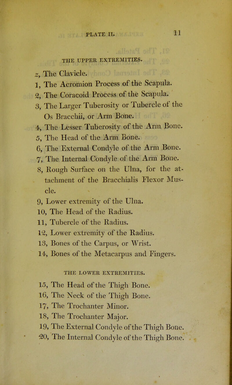 11 THE UPPER EXTREMITIES. z, The Clavicle. I, The Acromion Process of the Scapula, % The Coracoid Process of the Scapula. 3, The Larger Tuberosity or Tubercle of the Os Bracchii, or Arm Bone. 4, The Lesser Tuberosity of the Arm Bone. 5, The Head of the Arm Bone. 6, The External Condyle of the Arm Bone. 7, The Internal Condyle of the Arm Bone. 8, Rough Surface on the Ulna, for the at- tachment of the Bracchialis Flexor Mus- cle. 9, Lower extremity of the Ulna. 10, The Head of the Radius. II, Tubercle of the Radius. 12, Lower extremity of the Radius. 13, Bones of the Carpus, or Wrist. 14, Bones of the Metacarpus and Fingers. THE LOWER EXTREMITIES. 15, The Head of the Thigh Bone. 16, The Neck of the Thigh Bone. 17, The Trochanter Minor. 18, The Trochanter Major. 19, The External Condyle of the Thigh Bone. 30, The Internal Condyle of the Thigh Bone.