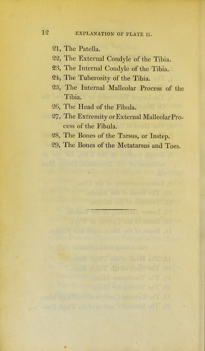 21, The Patella. 22, The External Condyle of the Tibia. 23, The Internal Condyle of the Tibia. 24, The Tuberosity of the Tibia. 25, The Internal Malleolar Process of the Tibia. 26, The Head of the Fibula. 27, The Extremity or External Malleolar Pro- cess of the Fibula. 28, The Bones of the Tarsus, or Instep, 29, The Bones of the Metatarsus and Toes.