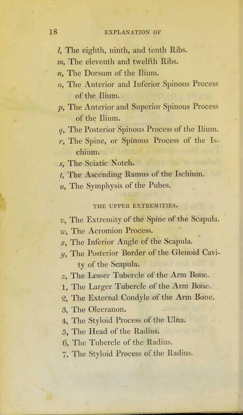 /, The eighth, ninth, and tenth Ribs. m, The eleventh and twelfth Ribs. n, The Dorsum of the Ilium. o, The Anterior and Inferior Spinous Process of the Ilium. p, The Anterior and Superior Spinous Process of the Ilium. q, The Posterior Spinous Process of the Ilium. r, The Spine, or Spinous Process of the Is- chium. s, The Sciatic Notch. t, The Ascending Ramus of the Ischium. u, The Symphysis of the Pubes. THE UPPER EXTREMITIES. v, The Extremity of the Spine of the Scapula. w9 The Acromion Process. a, The Inferior Angle of the Scapula. y, The Posterior Border of the Glenoid Cavi- ty of the Scapula. z, The Lesser Tubercle of the Arm Bone. 1, The Larger Tubercle of the Arm Bone. % The External Condyle of the Arm Bone. 3, The Olecranon. 4, The Styloid Process of the Ulna. 5, The Head of the Radius. 6, The Tubercle of the Radius. 7, The Styloid Process of the Radius.