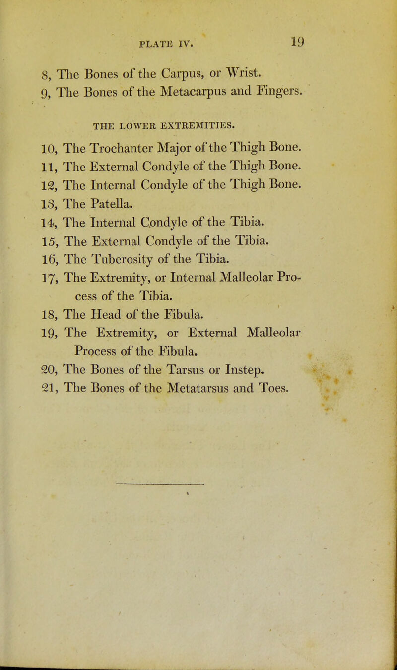 8, The Bones of the Carpus, or Wrist. 9, The Bones of the Metacarpus and Fingers. THE LOWER EXTREMITIES. 10, The Trochanter Major of the Thigh Bone. 11, The External Condyle of the Thigh Bone. 12, The Internal Condyle of the Thigh Bone. 13, The Patella. 14, The Internal Condyle of the Tibia. 15, The External Condyle of the Tibia. 16, The Tuberosity of the Tibia. 17, The Extremity, or Internal Malleolar Pro- cess of the Tibia. 18, The Head of the Fibula. 19, The Extremity, or External Malleolar Process of the Fibula. 20, The Bones of the Tarsus or Instep, 21, The Bones of the Metatarsus and Toes.