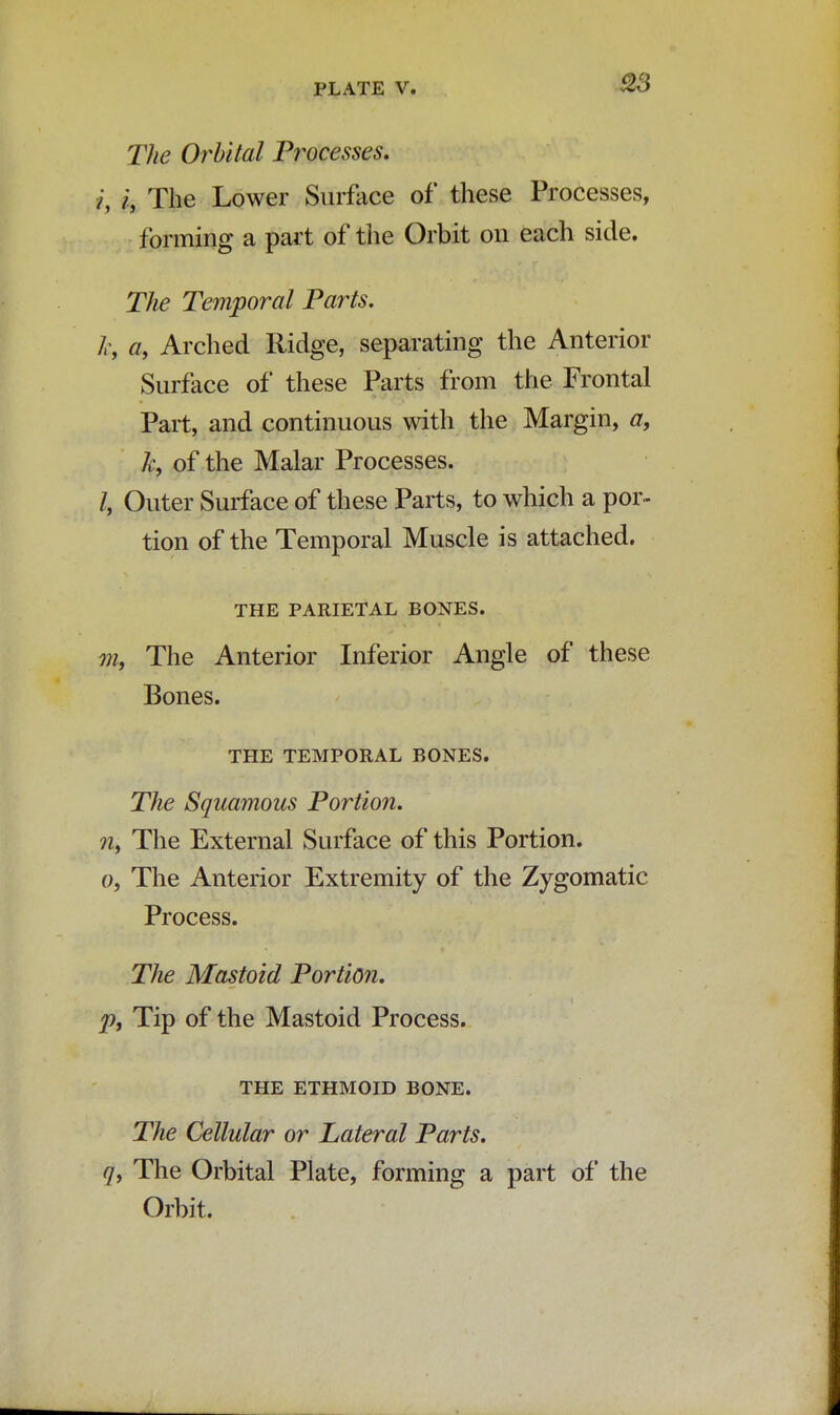 The Orbital Processes* i, i, The Lower Surface of these Processes, forming a part of the Orbit on each side. The Temporal Parts. 7c, a, Arched Ridge, separating the Anterior Surface of these Parts from the Frontal Part, and continuous with the Margin, a, k, of the Malar Processes. /, Outer Surface of these Parts, to which a por- tion of the Temporal Muscle is attached. THE PARIETAL BONES. m, The Anterior Inferior Angle of these Bones. THE TEMPORAL BONES. The Squamous Portion. ?i, The External Surface of this Portion, o, The Anterior Extremity of the Zygomatic Process. The Mastoid Portion, p, Tip of the Mastoid Process. THE ETHMOID BONE. The Cellular or Lateral Parts, q, The Orbital Plate, forming a part of the Orbit.