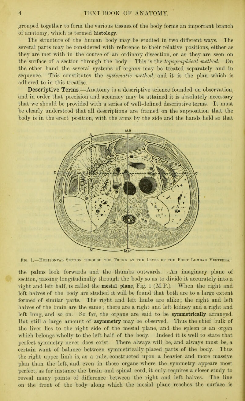 grouped together to form the various tissues of the body forms an important branch of anatomy, which is termed histology. The structure of the human body may be studied in two different ways. The several parts may be considered with reference to their relative positions, either as they are met with in tlie course of an ordinary dissection, or as they are seen on the surface of a section through the body. This is the topograiihical method. On the other hand, the several systems of organs may be treated separately and in sequence. This constitutes the systematic method, and it is the plan which is adhered to in this treatise. Descriptive Terms.—Anatomy is a descriptive science- founded on observation, and in order that precision and accuracy may be attained it is absolutely necessary that we should be provided with a series of well-defined descriptive terms. It must be clearly understood that all descriptions are framed on the supposition that the body is in the erect position, with the arms by the side and the hands held so that M.R Fig. 1.—Horizontal Section through the Tuunk at the Level of the Fhist Lumbak Vektebra. the palms look forwards and the thumbs outwards. • An imaginary plane of section, passing longitudinally through the body so as to divide it accurately into a right and left half, is called the mesial plane. Fig. 1 (M.P.). When the right and left halves of the body are studied it will be found that both are to a large extent formed of similar parts. The right and left limbs are alike; the right and left halves of the brain are the same; there are a right and left kidney and a riglit and left lung, and so on. So far, the organs are said to be symmetrically arranged. But still a large amount of asymmetry may be observed. Thus the chief bulk of the liver lies to the right side of the mesial plane, and the spleen is an organ which belongs wholly to the left half of the body. Indeed it is well to state that perfect symmetry never does exist. There always will be, and ah\'ays must be, a certain want of balance between symmetrically placed parts of the body. Thus the right upper limb is, as a rule, constructed upon a heavier and more massive plan than the left, and even in those organs where the symmetry appears most perfect, as for instance the brain and spinal cord, it only requires a closer study to reveal many points of difference between the right and left halves. The line on the front of the body along which the mesial plane reaches the surface is