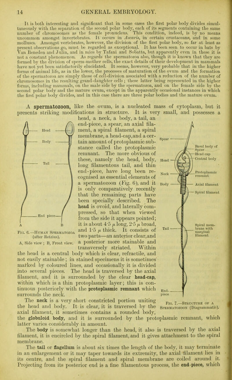 Head Body Tail Sjiear • Head Neck Body It is Loth interesting and significant tliat in some cases the first polar body divides simul- taneously with the separation of the second polar body, each of its segments containing the same number of chromosomes as tlie female proniicleus. This condition, indeed, is by no means uncommon amongst invertebrates. It occurs in Ascaris, in certain crustaceans, and in some molluscs. Amongst vertebrates, however, the di\-ision of the first polar body, so far at least as present observations go, must be regarded as exceptional. It has been seen to occur in bats by Van Beneden and Julin, and in mice by Taffini and Sobatta, but apparently even in these it is not a constant phenomenon. As regards the spermatozoa also, though it is known that they are formed by the division of sjjerm-mother cells, the exact details of their development in mammals have not yet been satisfactorily elucidated. It .seems, however, very probaljle that in the higher forms of animal life, as in the lower, the processes of maturation of the ovum and the formation of the spermatozoa are simply those of cell-division associated with a reduction of the number of chromosomes in the resulting grand-daughter cells ; these latter being represented in the higher forms, including mammals, on tlie male side by the .spermatozoa, and on the female side by the second polar body and the mature ovum, except in the apparently occasional instances in which the first polar body divides, and in this case there are three polar bodies and the mature ovum. A spermatozoon, like the ovum, is a nucleated mass of cytoplasm, but it presents striking modifications in structure. It is very small, and possesses a head, a neck, a body, a tail, an end-piece, a spear, an axial fila- ment, a spiral filament, a spiral membrane, a head-cap,and a cer- tain amount of protoplasmic sub- stance called the protoplasmic remnant. The more obvious of tliese, namely the head, body, long filamentous tail, and thin end-piece, have long been re- cognised as essential elements of a spermatozoon (Fig. 6), and it is only comparatively recently that the remaining parts have been specially described. The head is ovoid, and laterally com- pressed, so that when viewed from the side it appears pointed; it is about 4'5 /jl long, 2'o /x broad, and 1'5 /X thick. It consists of two parts—an anterior clear, and a posterior more stainable and transversely striated. Within the head is a central Ijody which is clear, i^efractile, and not easily stainable ; in stained specimens it is sometimes mai'ked by coloured lines, and occasionally it is divided into several pieces. The head is traversed by the axial filament, and it is surrounded by the clear head-cap, within which is a thin protoplasmic layer; this is con- tinuous posteriorly with the protoplasmic remnant whicli surrounds the neck. The neck is a very short constricted portion uniting the head and body. It is clear, it is traversed by the axial filament, it sometimes contains a rounded body, the globuloid body, and it is surrounded by the protoplasmic remnant, which latter varies considerably in amount. The body is somewhat longer than the head, it also is traversed by the axial filament, it is encircled by the spiral filament, and it gives attachment to the spiral membrane. The tail or flagellum is aliout six times the length of the body, it may terminate in an enlai'gement or it may taper towards its extremity, tlic axial filament lies in its centre, and the spiral filament and spiral membrane arc coiled around it. Projecting from its posterior end is a fine filamentous process, the end-piece, which Basal body of ' Sjicar -Head cap -Central body _ Protoplasmic reniiiaiit Axial lilaineiit - Spiral tilanient . Enrl piece 1 Fia. 6.—Human Spermatozoa (after Retzius). A, Side view ; B, Front view. Tail- Spiral niPin- biaue with iiiaryinal lilaiuent Fio. 7.—Stiidctuue ok a Sl'ERMATOZOON (Diagrammatic).