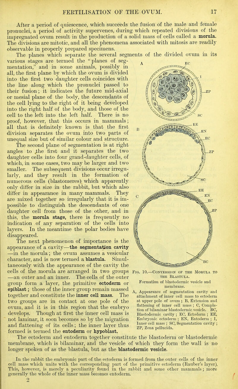 After a period of quiescence, which succeeds the fusion of the male and female pronuclei, a period of activity supervenes, during which repeated divisions of the impregnated ovum result in the production of a solid mass of cells called a morula. The divisions are mitotic, and all the phenomena associated with mitosis are readily observable in properly prepared specimens. The planes which separate the several segments of the divided ovum in its various stages are termed the planes of seg- mentation, and in some animals, possibly in all, the first plane by which the ovum is divided into the iirst two daughter cells coincides with the line along which the pronuclei passed to their fusion; it ixrdicates the future mid-axial or mesial plane of the body, the descendants of the cell lying to the right of it being developed into the right half of the body, and those of the cell to the left into the left half. There is no proof, however, that this occurs in mammals; all that is definitely known is that the first division separates the ovum into two parts of unequal size but of similar colour and structure. The second plane of segmentation is at right angles to ,the first and it separates the two daughter cells into four grand-daughter cells, of which, in some cases, two may be larger and two smaller. The subsequent divisions occur irregu- larly, and they result in the formation of numerous cells (blastomeres). which apparently only differ in size in the rabbit, but which also differ in appearance in many mammals. Thej are mixed together so irregularly that it is im- possible to distinguish the descendants of one daughter cell from those of the other, and in this, the morula stage, there is frequently no indication of any separation of the cells into layers. In the meantime the polar bodies have disappeared. The next phenomenon of importance is the appearance of a cavity—the segmentation cavity —in the morula; the ovum assumes a vesicular character, and is now termed a blastula. Simul- taneously with the appearance of the cavity the cells of the morula are arranged in two groups fig. lo.—Convehsion op the Morula to —an outer and an inner. The cells of the outer ™e Blastula. group form a layer, the primitive ectoderm or Formation of blastodermic vesicle and • I-1 i j_i pji • • T membrane. epiblast; those of the inner group remain massed . . „ ... ■+ i ' . 1 mi Appearance of segmentation cavity and together and constitute the inner cell mass. Ihe two groups are in contact at one pole of the ovum, and it is in this region that the embryo develops. Though at first the inner cell mass is not laminar, it soon becomes so by the migration and flattening of its cells; the inner layer thus formed is termed the entoderm or hypoblast. The ectoderm and entoderm together constitute the blastoderm or blastodermic membrane, which is bilaniinar, and the vesicle of which they form the wall is no longer spoken of as the blastula, but as the blastodermic vesicle. In the rabbit the embryonic part of the ectoderm is formed from the outer cells of the inner cell mass which unite witli tlie corresponding part of the primitive ectoderm (Rauber's layer). Tliis, however, is merely a peculiarity found in the rabbit and some other mammals; more generally the whole of the inner mass becomes entoderm. 2 attaohment of inner cell mass to ectoderm at upper pole of ovum ; B, Extension and flattening of inner cell mass ; C, Comple- tion of bilaminar blastodermic vesicle. BC, Blastodermic cavity ; EC, Ectoderm ; EE, Embryonic ectoderm ; EN, Entoderm ; I, Inner cell mass ; SC, Segmentation cavity ; ZP, Zona pellucida.