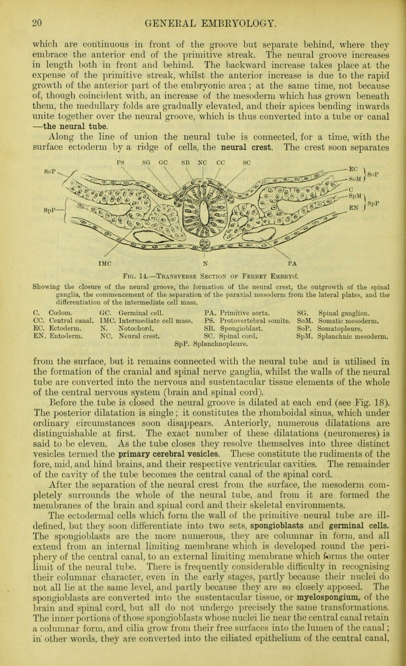which are continuous in front of the groove but separate behind, where they embrace the anterior end of the primitive streak. The neural groove increases in length both in front and behind. The backward increase takes place at the expense of the primitive streak, whilst the anterior increase is due to the rapid growth of the anterior part of the embryonic area ; at the same time, not because of, though coincident with, an increase of the mesoderm which has grown beneath them, the medullary folds are gradually elevated, and their apices bending inwards unite together over the neural gi'oove, which is thus converted into a tube or canal —the neural tube. Along the line of union the neural tube is connected, for a time, with the surface ectoderm by a ridge of cells, the neural crest. The crest soon separates PS BG GC SB NC CC SC IMC N PA Fig. 14.—Transverse Section ok Ferret EiiBRTCf. Showing the closure of the neural groove, the formation of the neural crest, tlie outgrowth of the spinal ganglia, the commencement of the separation of the paraxial mesoderm from the lateral plates, and the differentiation of the intermediate cell mass. C. Cojlom. GC. Germinal cell. PA. Primitive aorta. SG. Spinal ganglion. CC. Central canal. IMC. Intermediate cell mass. PS. Protovertebral somite. SoM. Somatic mesoderm. EC. Ectoderm. N. Notochord. SB. Spongioblast. SoP. Somatopleure. EN. Entoderm. NC. Neural crest. SC. Spinal cord. SpM. Splanchnic mesoderm. SpP. Splanchnopleure. from the surface, but it remains connected with the neural tube and is utilised in the formation of the cranial and spinal nerve ganglia, whilst the walls of the neural tube are converted into the nervous and sustentacular tissue elements of the whole of the central nervous system (brain and spinal cord). Before the tube is closed the neural groove is dilated at each end (see Fig. 18). The posterior dilatation is single; it constitutes the rhomboidal sinus, which under ordinary circumstances soon disappears. Anteriorly, numerous dilatations are distinguishable at first. The exact number of these dilatations (neuromeres) is said to be eleven. As the tube closes tliey resolve themselves into three distinct vesicles termed the primary cerebral vesicles. These constitute the rudiments of the fore, mid, and hind brains, and their respective ventricular cavities. The remainder of the cavity of the tube becomes the central canal of the spinal cord. After the separation of the neural crest from the surface, the mesoderm com- pletely surrounds the whole of the neural tube, and from it are formed the membranes of the brain and spinal cord and their skeletal environments. The ectodermal cells which form the wall of the primitive neural tube are ill- defined, but they soon differentiate into two sets, spongioblasts and germinal cells. The spongioblasts are the more numerous, they are columnar in form, and all extend from an internal limiting meml^rane which is developed round the peri- pheiy of the central canal, to an external limiting membrane which forms the outer limit of the neural tube. There is frequently considerable difficulty in recognising their columnar character, even in the early stages, partly because their nuclei du not all lie at the same level, and partly because they are so closely apposed. The spongioblasts are converted into the sustentacular tissue, or myelospongium, of the brain and spinal cord, but all do not undergo precisely the same transformations. The inner portions of those spongioblasts whose nuclei lie near the central canal retain a colunmar form, and cilia grow from their free surfaces into the lumen of the canal; in other words, they are converted into the ciliated epithelium of the central canal,