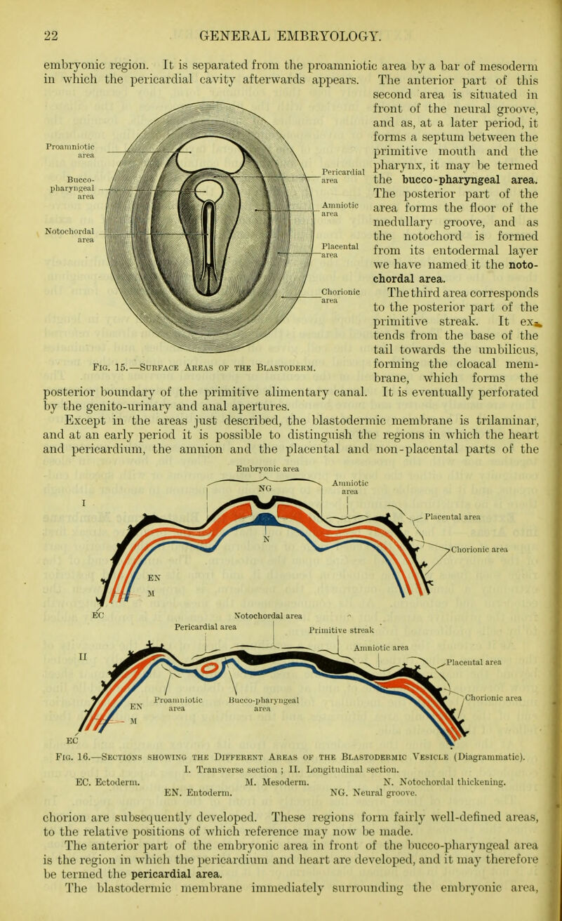 embryonic region. It is separated from the proamniotic area hy a bar of mesoderm in which the pericardial cavity afterwards appears. Proainnintic area Bucco- pharyngeal area Notochortlal area Pericardial area Fio. 15.—Surface Areas of the Blastoderm. The anterior part of this second area is situated in front of the neural groove, and as, at a later period, it forms a septum between the primitive mouth and the pharynx, it may be termed the bucco-pharyngeal area. The posterior part of the area forms the floor of the medullary groove, and as the notochord is formed from its entodermal layer we have named it the noto- chordal area. The third area corresponds to the posterior part of the primitive streak. It exa» tends from the base of the tail towards the umbilicus, forming the cloacal mem- brane, which forms the It is eventually perforated posterior boimdary of the primitive alimentary canal, by the genito-urinary and anal apertures. Except in the areas just described, the blastodermic membrane is trilaminar, and at an early period it is possible to distinguish the regions in which the heart and pericardium, the amnion and the placental and non-placental parts of the Embryonic area NG Amniotic area Placental area Chorionic area Placental area Chorionic area Fio. 16.—Sections showing the Different Areas of the Blastodermic Vesicle (Diagrammatic). I. Transverse section ; II. Longitudinal section. EC. Ectoderm. M. Mesoderm. N. Notochordal thickening. EN. Entoderm. NG. Neural groove. chorion are subsequently developed. These regions form fairly well-defined areas, to the relative positions of whicli reference may now be made. The anterior part of the embryonic area in front of the bucco-pharyngeal area is the region in which the pericardium and heart are developed, and it may therefore be termed the pericardial area. 1'he blastodermic membrane immediately surrounding tlie embryonic area,