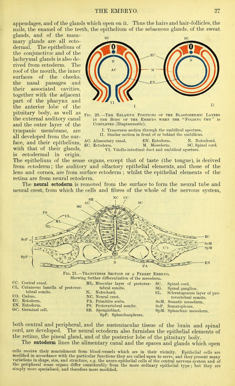 appendages, and of the glands which open on it. Thus the hairs and hair-follicles, the nails, the enamel of the teeth, the epithelium of the sebaceous glands, of the sweat glands, and of the mam- mary glands are all ecto- dermal. The epithelium of the conjunctivfe and of the lachrymal glands is also de- rived from ectoderm. The roof of the mouth, the inner surfaces of the cheeks, the nasal passages and their associated cavities, together with the adjacent part of the pharynx and the anterior lobe of the pituitary body, as well as the external auditory canal and the outer layer of the tympanic membrane, are all developed from the sur- face, and their epithelium, with that of their glands, is ectodermal in origin. The epithelium of the sense organs, except that of taste (the tongue), is derived from ectoderm; the auditory and olfactory epithelial elements, and those of the lens and cornea, are from surface ectoderm; whilst the epithelial elements of the retina are from neural ectoderm. The neural ectoderm is removed from the surface to form the neural tube and neural crest, from which the cells and fibres of the whole of the nervous system, Fig. 20.—-The Relative Positions of the Blastodermic Layers IN the Body of the Embryo when the Folding Off is Completed (Diagrammatic). I. Transverse section through the umbilical aperture. II. Similar section in front of or behind the umbilicus. Alimentary canal. EN. Entoderm. N. Notochord. Ectoderm. M. Mesoderm. SC. Spinal cord. VI. Vitello-intestinal duct and umbilical aperture. AC EC. -EC SpP Fig. 21.—Transverse Section of a Ferret Embryo, CC. Central canal. CL. Cutaneous lamella of protover- tebral somite. CO. Ccelom. EC. Ectoderm. EN. Entoderm. GC. Germinal cell. Showing further differentiation of the mesoderm. ML. Muscular layer of protover- tebral somite. N. Notochord. NC. Neural crest. PA. Primitive aorta. PS. Protovertebral somite. SB. Spongioblast. SpP. Splauclinopleure. SC. SG. SL. SoM, SoP. Spinal cord. Spinal ganglion. Scleratogenous layer of pro- tovertebral somite. Somatic mesoderm. Somatopleure. SpM. Splanchnic mesoderm. both central and peripheral, and the sustentacular tissue of the brain and spinal cord, are developed. The neural ectoderm also furnishes the epithelial elements of the retinte, the pineal gland, and of the posterior lobe of the pituitary body. The entoderm lines the alimentary canal and the spaces and glands which open cells receive their nourishment from blood-vessels which are in their vicinity. Epithelial cells are modified in accordance with the particular functions they are called upon to serve, and they present many variations in shape, size, and structure, e.g. the neuro-epithelial cells of the central nervous system and of the peripheral sense organs differ considerably from the more Ordinary epithelial type ; but they are simply more specialised, and therefore more modified.