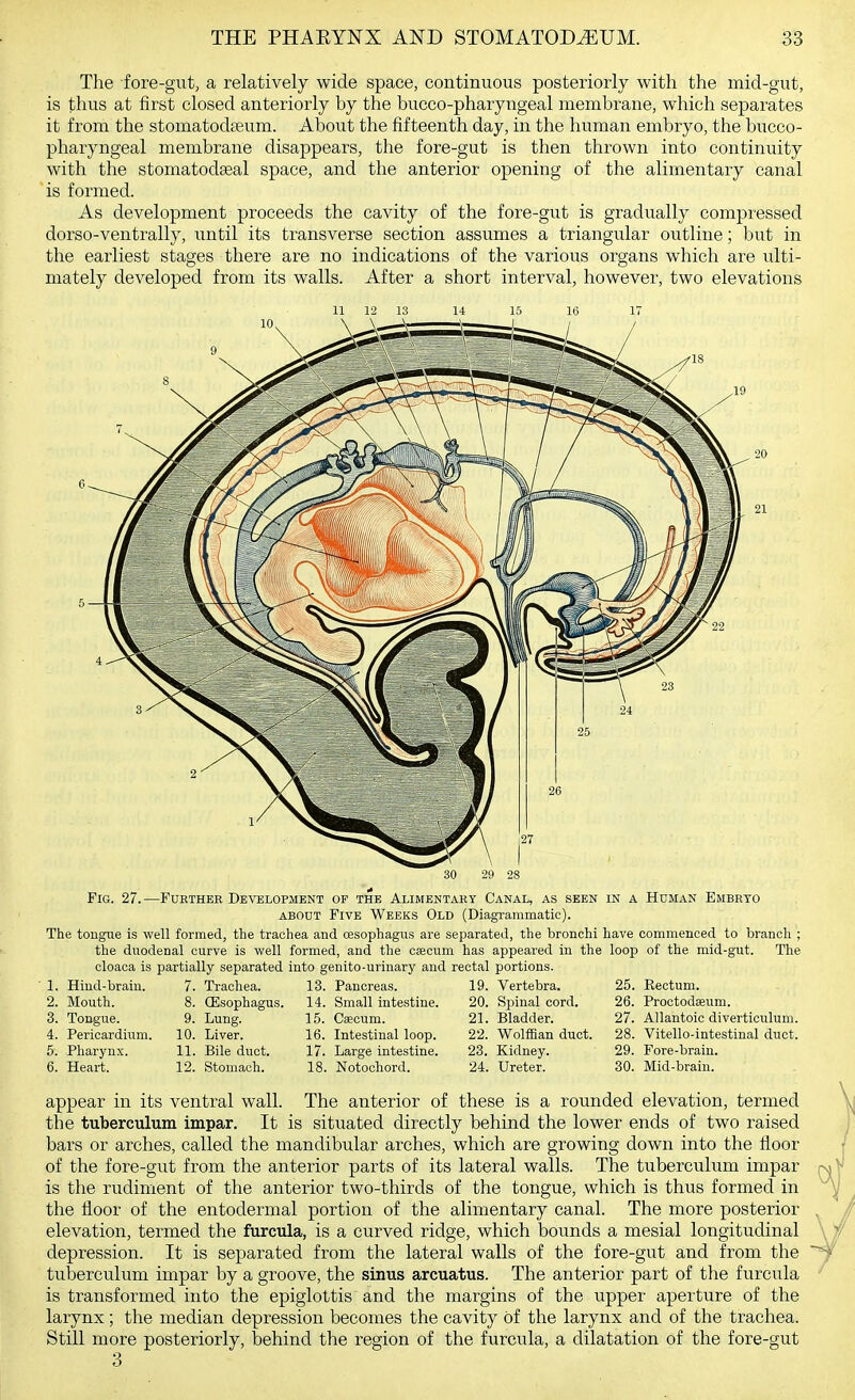 The fore-gut, a relatively wide space, continuous posteriorly with the mid-gut, is thus at first closed anteriorly by the bucco-pharyngeal membrane, which separates it from the stomatodfeum. About the fifteenth day, in the human embryo, the bucco- pharyngeal membrane disappears, the fore-gut is then thrown into continuity with the stomatodseal space, and the anterior opening of the alimentary canal is formed. As development proceeds the cavity of the fore-gut is gradually compressed dorso-ventrally, imtil its transverse section assumes a triangular outline; but in the earliest stages there are no indications of the various organs which are ulti- mately developed from its walls. After a short interval, however, two elevations 29 28 Fig. 27.—Furthek Development of the Alimentary Canal, as seen in a Human Embryo ABOUT Five Weeks Old (Diagrammatic). The tongue is well formed, the trachea and oesophagus are separated, the bronchi the duodenal curve is well formed, and the caecum has appeared in the cloaca is partially separated into genito-urinary and rectal portions. have commenced to branch ; loop of the mid-gut. The 1. Hind-brain. 2. Mouth. 3. Tongue. 4. Pericardium. 5. Pharynx. 6. Heart. 7. Trachea. 8. (Esophagus. 9. Lung. 10. Liver. 11. Bile duct. 12. Stomach. 13. Pancreas. 14. Small intestine. 15. Caecum. 16. Intestinal loop. 17. Large intestine. 18. Notochord. 19. Vertebra. 20. Spinal cord. 21. Bladder. 22. Wolffian duct. 23. Kidney. 24. Ureter. 25. Eectum. 26. Proctodseum. 27. Allantoic diverticulum. 28. Vitello-intestinal duct. 29. Fore-brain. 30. Mid-brain. appear in its ventral wall. The anterior of these is a rounded elevation, termed the tuberculum impar. It is situated directly behind the lower ends of two raised bars or arches, called the mandibular arches, which are growing down into the floor of the fore-gut from the anterior parts of its lateral walls. The tuberculum impar is the rudiment of the anterior two-thirds of the tongue, which is thus formed in the floor of the entodermal portion of the alimentary canal. The more posterior elevation, termed the furcula, is a curved ridge, which bounds a mesial longitudinal depression. It is separated from the lateral walls of the fore-gut and from the tuberculum impar by a groove, the sinus arcuatus. The anterior part of the furcula is transformed into the epiglottis and the margins of the upper aperture of the larynx ; the median depression becomes the cavity of the larynx and of the trachea. Still more posteriorly, behind the region of the furcula, a dilatation of the fore-gut 3