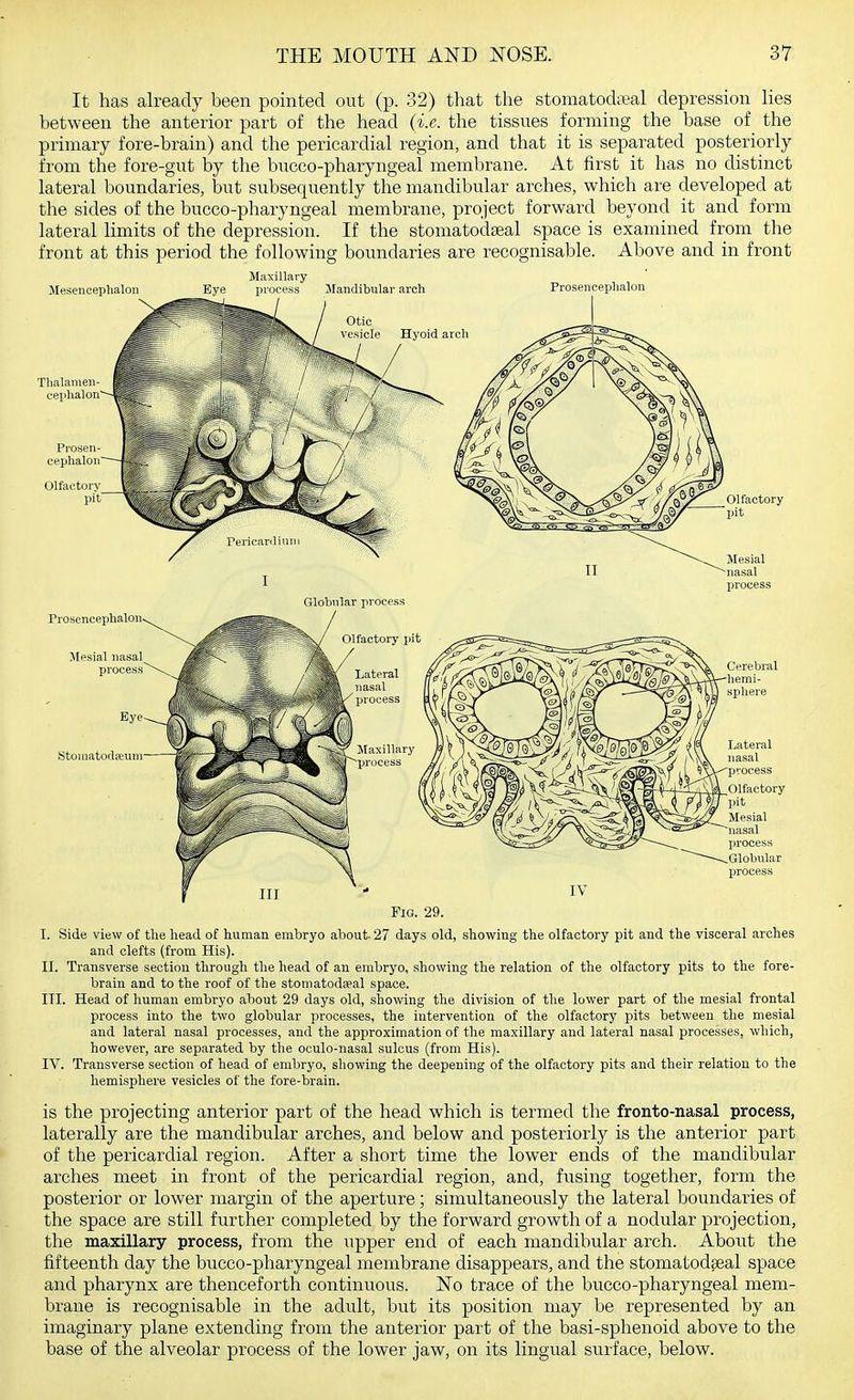 It has already been pointed out (p. 32) that the stomatod;Teal depression lies between the anterior part of the head {i.e. the tissues forming the base of the primary fore-brain) and the pericardial region, and that it is separated posteriorly from the fore-gut by the bucco-pharyngeal membrane. At first it has no distinct lateral boundaries, but subsequently the mandibular arches, which are developed at the sides of the bucco-pharyngeal membrane, project forward beyond it and form lateral limits of the depression. If the stomatodseal space is examined from the front at this period the following boundaries are recognisable. Above and in front Maxillary Mesencephalon Bye in-ocess Mandibular arch Prosencephalon Fig. 29. I. Side view of the head of human embryo about- 27 days old, showing the olfactory pit and the visceral arches and clefts (from His). II. Transverse section through the head of an embryo, showing the relation of the olfactory pits to the fore- brain and to the roof of the stoniatodaeal space. III. Head of human embryo about 29 days old, showing the division of the lower part of the mesial frontal process into the two globular processes, the intervention of the olfactory pits between the mesial and lateral nasal processes, and the approximation of the maxillary and lateral nasal processes, which, however, are separated by the oculo-nasal sulcus (from His). IV. Transverse section of head of embryo, showing the deepening of the olfactory pits and their relation to the hemisphere vesicles of the fore-brain. is the projecting anterior part of the head which is termed the fronto-nasal process, laterally are the mandibular arches, and below and posteriorly is the anterior part of the pericardial region. After a short time the lower ends of the mandibular arches meet in front of the pericardial region, and, fusing together, form the posterior or lower margin of the aperture; simultaneously the lateral boundaries of the space are still further completed by the forward growth of a nodular projection, the maxillary process, from the upper end of each mandibular arch. About the fifteenth day the bucco-pharyngeal membrane disappears, and the stomatodseal space and pharynx are thenceforth continuous. No trace of the bucco-pharyngeal mem- brane is recognisable in the adult, but its position may be represented by an imaginary plane extending from the anterior part of the basi-sphenoid above to the base of the alveolar process of the lower jaw, on its lingual surface, below.