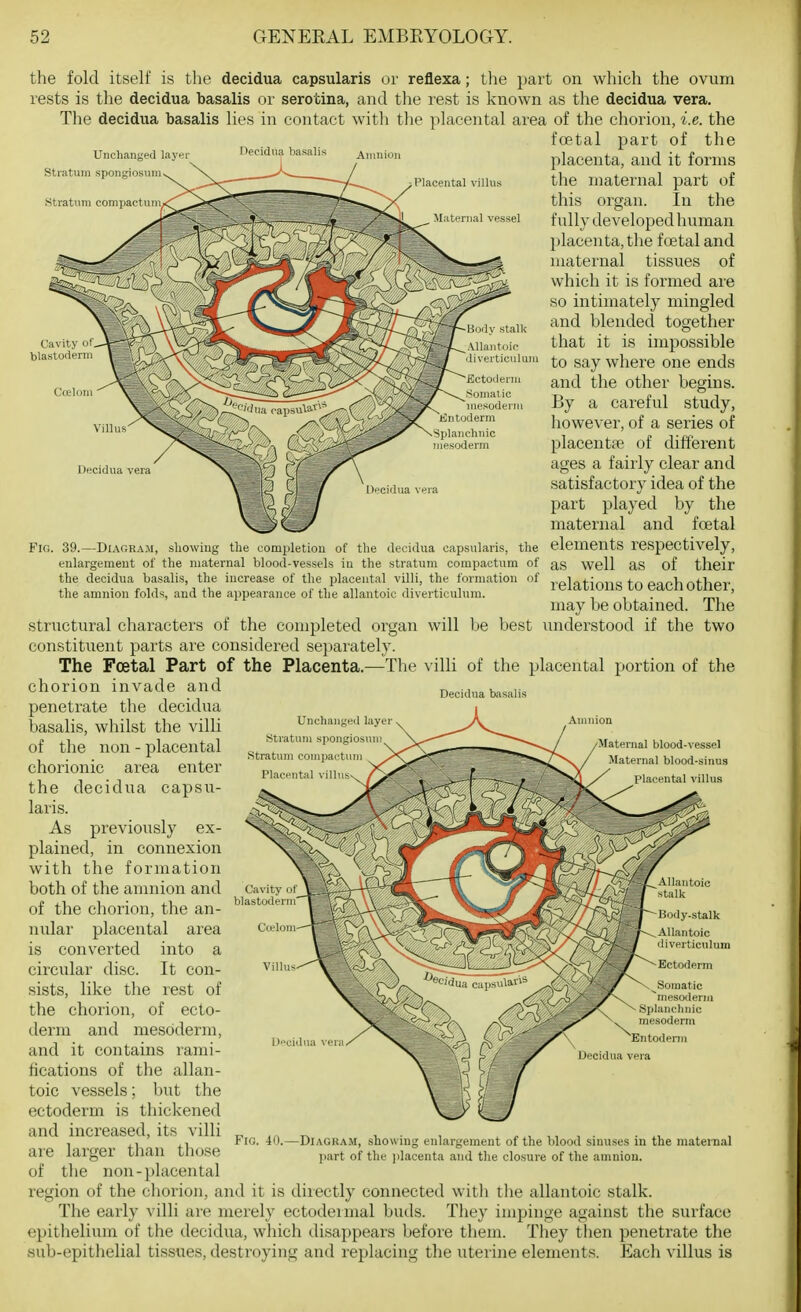 the fold itself is the decidua capsularis or reflexa; the part on which the ovum rests is the decidua basalis or serotina, and tlie rest is known as the decidua vera. The decidua basalis lies in contact with the placental area of the chorion, i.e. the foetal part of the Unchanged layer Stratum spongiosunK Depidna basalis Stratum compactum Placental villus Maternal vessel Fio. -Diagram, showing comjiletion enlargement ol' the maternal blood-vessel the decidua basalis, the increase of tlie placental villi, the formation the amnion folds, and the appearance of the allantoic diverticulum. of the decidua capsularis, the in the stratum compactum of of placenta, and it forms the maternal part of this organ. In the fully developed human placenta, the foetal and maternal tissues of which it is formed are so intimately mingled and blended together that it is impossible to say where one ends and the other begins. By a careful study, however, of a series of placentfe of different ages a fairly clear and satisfactory idea of the part played by the maternal and foetal elements respectively, as well as of their relations to each other, may be obtained. The imderstood if the two Decidua basalis Unchanged layer Stratum spongiosum Stratum compactum Placental villus Maternal blood-vessel Maternal blood-sinus placental villus Structural characters of the completed organ will be best constituent parts are considered separately. The Foetal Part of the Placenta.—The villi of the placental portion of the chorion invade and penetrate the decidua basalis, whilst the villi of the non - placental chorionic area enter the decidua capsi;- lavis. As previously ex- plained, in connexion with the formation both of the amnion and of the chorion, the an- nular placental area is converted into a circular disc. It con- sists, like the rest of the chorion, of ecto- derm and mesoderm, and it contains rami- fications of the allan- toic vessels; but the ectoderm is thickened and increased, its villi are larger than those of the non-})lacental region of the chorion, and it is directly connected witli tlie allantoic stalk. The early villi are merely ectodermal buds. They impinge against the surface epithelium of the decidua, which disappears before tliem. They then penetrate the sub-epithelial tissues, destroying and replacing the uterine elements. Each villus is Somatic ^mesotlerm Splanchnic mesoderm Entoderm Uecidua vera Fig. 40.—Diagram, showing enlargement of the blood sinuses in the maternal part of the ))lacenta and the closure of the amnion.