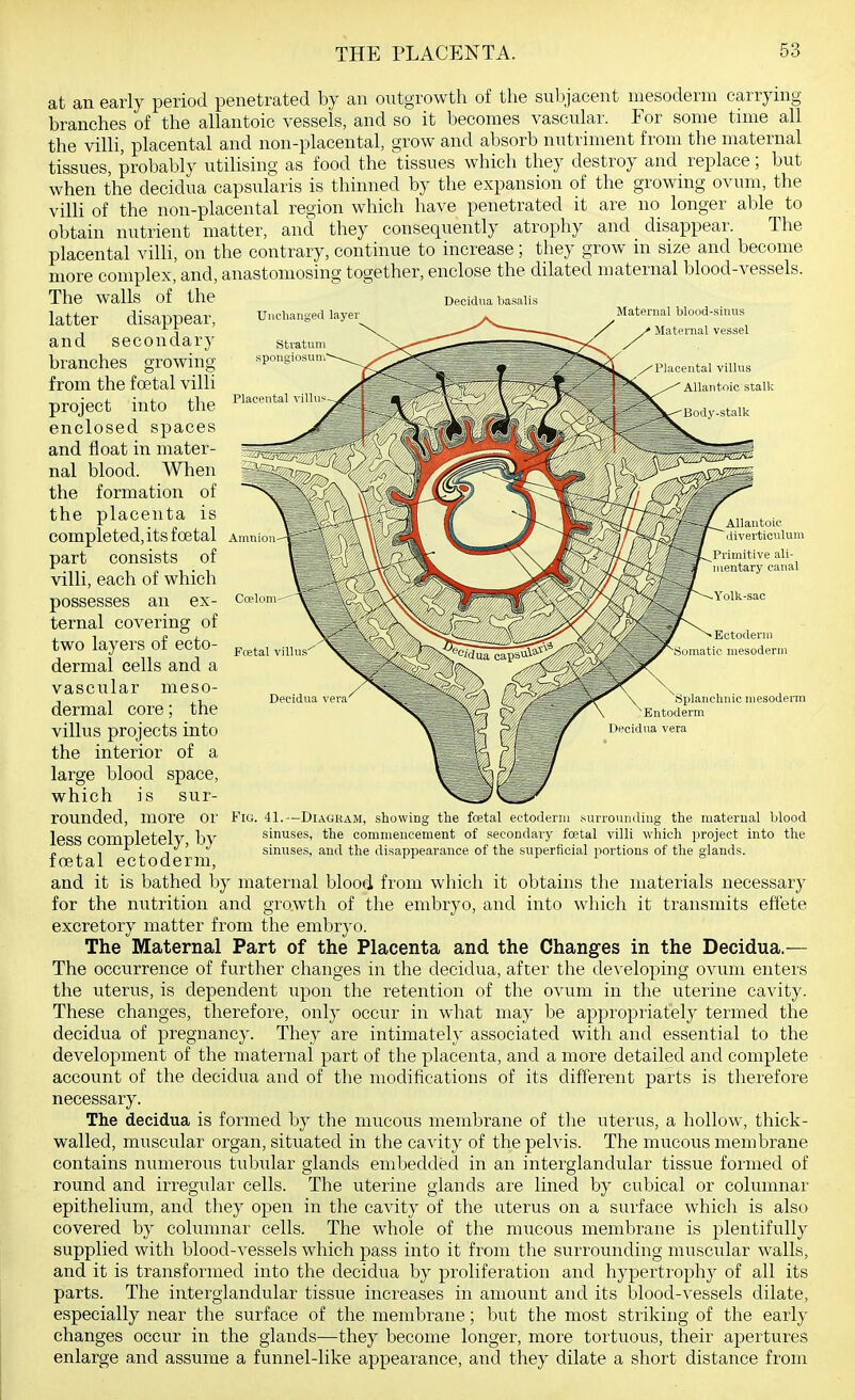 at an early period penetrated by an outgrowth of the subjacent mesoderm carrying branches of the allantoic vessels, and so it becomes vascular. For some tune all the villi, placental and non-placental, grow and absorb nutriment from the maternal tissues, probably utihsing as food the tissues which they destroy and replace; but when the decidua capsularis is thinned by the expansion of the growing ovum, the villi of the non-placental region which have penetrated it are no longer able to obtain nutrient matter, and they consequently atrophy and disappear. The placental villi, on the contrary, continue to increase; they grow in size and become more complex, and, anastomosing together, enclose the dilated maternal blood-vessels. The walls of the Decidua basalis Unclianged layer Stvatum spongiosun Maternal blood-sinus Maternal vessel Placental villus Allantoic stalk Coeloni Fcetal villus' Decidua vera' Ectoderm Somatic mesoderm splanchnic mesoderm Entoderm Decidua vera latter disappear, and secondary branches growing from the foetal villi project into the enclosed spaces and float in mater- nal blood. When the formation of the placenta is completed, its foetal part consists of villi, each of which possesses an ex- ternal covering of two layers of ecto- dermal cells and a vascular meso- dermal core; the villus projects into the interior of a large blood space, which is sur- rounded, more or less completely, by foetal ectoderm, and it is bathed by maternal blood from which it obtains the materials necessary for the nutrition and growth of the embryo, and into which it transmits effete excretory matter from the embryo. The Maternal Part of the Placenta and the Changes in the Decidua.^— The occurrence of further changes in the decidua, after the developing ovum enters the uterus, is dependent upon the retention of the ovum in the uterine cavity. These changes, therefore, only occur in what may be appropriately termed the decidua of pregnancy. They are intimately associated with and essential to the development of the maternal part of the placenta, and a more detailed and complete account of the decidua and of the modifications of its different parts is therefore necessary. The decidua is formed by the mucous membrane of the uterus, a hollow, thick- walled, muscular organ, situated in the cavity of the pelvis. The mucous membrane contains mimerous tubiilar glands eml^edded in an interglandular tissue formed of round and iri'egular cells. The uterine glands are lined by cubical or columnar epithelium, and they open in the cavity of the uterus on a surface which is also covered by columnar cells. The whole of the mucous membrane is plentifully supplied with blood-vessels which pass into it from the surrounding muscular walls, and it is transformed into the decidua by proliferation and hypertrophy of all its parts. The interglandular tissue increases in amount and its blood-vessels dilate, especially near the surface of the membrane; but the most striking of the early changes occur in the glands—they become longer, more tortuous, their apertures enlarge and assume a funnel-like appearance, and they dilate a short distance from J'lG. 41.—Diagram, showing the fcetal ectoderm surrounding the maternal blood sinuses, the commencement of secondary foetal villi which project into the sinitses, and the disappearance of the superficial portions of the glands.