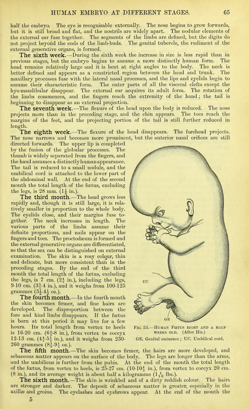 half the embryo. The eye is recognisable externally. The nose begins to grow forwards, but it is still broad and flat, and the nostrils are widely apart. The nodular elements of the external ear fuse togethei*. The segments of the limbs are defined, but the digits do not project beyond the ends of the limb-buds. The genital tubercle, the rudiment of the external generative organs, is formed. The sixth week.—During the sixth week the increase in size is less rapid than in previous stages, but the embryo begins to assume a more distinctly human form. The head remains relatively large and it is bent at right angles to the body. The neck is better defined and appears as a constricted region between the head and trunk. The maxillary processes fuse with the lateral nasal processes, and the lips and eyelids begin to assume their characteristic form. The outer parts of all the visceral clefts except the hyo-mandibular disappear. The external ear acquires its adult form. The rotation of the limbs commences, and the fingers reach the extremity of the hand; the tail is beginning to disappear as an external projection. The seventh week.—The flexure of the head upon the body is reduced. The nose projects more than in the preceding stage, and the chin appears. The toes reach the margins of the feet, and the projecting portion of the tail is still further reduced in length. The eighth week.—The flexure of the head disappears. The forehead projects. The nose narrows and becomes more prominent, but the anterior nasal orifices are still directed forwards. The upper lip is completed by the fusion of the globular processes. The thumb is widely separated from the fingers, and the hand assumes a distinctly human appearance. The tail is reduced to a small nodule, and the umbilical cord is attached to the lower part of the abdominal wall. At the end of the second month the total length of the foetus, excluding the legs, is 28 mm. (1^ in.). The third month.—The head grows less rapidly and, though it is still large, it is rela- tively smaller in proportion to the whole body. The eyelids close, and their margins fuse to- gether. The neck increases in length. The various parts of the limbs assume their definite proportions, and nails appear on the fingers and toes. The proctodseum is formed and the external generative organs are differentiated, so that the sex can be distinguished on external examination. The skin is a rosy coloui', thin and delicate, but more consistent than in the preceding stages. By the end of the third month the total length of the foetus, excluding the legs, is 7 cm. (24 in.), including the legs, 9-10 cm. (3|-4 in.), and it weighs from 100-125 grammes (3|-4|- oz.). The fourth month.—In the fourth month the skin becomes firmer, and fine hairs are developed. The disproportion between the fore and hind limbs disappears. If the foetus is born at this period it may live for a few hours. Its total length from vertex to heels Fia. 53.—Human F(etos eight and a half is 16-20 cm. (6|-8 in.), from vertex t® coccyx weeks old. (After His.) 12-13 cm. (4|^-5-i- in.), and it weighs from 230- GE. Genital eminence; UC. Umbilical cord. 260 grammes (8|-9i oz.). The fifth month.—The skin becomes firmer, the hairs are more developed, and sebaceous matter appears on the surface of the body. The legs are longer than the arms, and the umbilicus is further from the pubis. At the end of the month the total length of the foetus, from vertex to heels, is 25-27 cm. (10-104 in.), from vertex to coccyx 20 cm. (8 in.), and its average weight is about half a kilogramme (1^0 lbs.). The sixth month.—The skin is wrinkled and of a dirty reddish colour. The hairs are stronger and darker. The deposit of sebaceous matter is greater, especially in the axillae and groins. The eyelashes and eyebrows appear. At the end of the month the 5