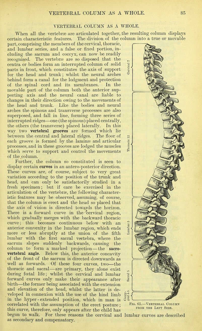 «-< VERTEBRAL COLUMN AS A WHOLE. When all the vertebrae are articulated together, the resulting column displays certain characteristic features. The division of the column into a true or movable part, comprising the members of the cervical, thoracic, and lumbar series, and a false or fixed portion, in- cluding the sacrum and coccyx, can now be readily recognised. The vertebrae are so disposed that the centra or bodies form an interrupted column of solid parts in front, which constitutes the axis of support for the head and trunk; whilst the neural arches behind form a canal for the lodgment and protection of the spinal cord and its membranes. In the movable part of the column both the anterior sup- porting axis and the neural canal are liable to changes in their direction owing to the movements of the head and trunk. Like the bodies and neural arches the spinous and transverse processes are also superposed, and fall in line, forming three series of interrupted ridges—one (the spinous) placed centrally, the others (the transverse) placed laterally. In this way two vertebral grooves are formed which lie between the central and lateral ridges. The floor of each groove is formed by the laminae and articular processes, and in these grooves are lodged the muscles which serve to support and control the movements of the column. Further, the column so constituted is seen to display certain curves in an antero-posterior direction. These curves are, of course, subject to very great variation according to the position of the trunk and head, and can only be satisfactorily studied in a fresh specimen; but if care be exercised in the articulation of the vertebrae, the following character- istic features may be observed, assuming, of course, that the column is erect and the head so placed that the axis of vision is directed towards the horizon. There is a forward curve in the cervical region, which gradually merges with the backward thoracic curve; this becomes continuous below with an anterior convexity in the lumbar region, which ends more or less abruptly at the union of the fifth lumbar with the first sacral vertebra, where the sacrum slopes suddenly backwards, causing the column to form a marked projection—the sacro- vertebral angle. Below this, the anterior concavity of the front of the sacrum is directed downwards as well as forwards. Of these four curves, two—the thoracic and sacral—are primary, they alone exist during foetal life; whilst the cervical and lumbar forward curves only make their appearance after birth^—the former being associated with the extension and elevation of the head, whilst the latter is de- veloped in connexion with the use of the hind limb in the hyper - extended position, which in man is correlated with the assumption of the erect posture; this curve, therefore, only appears after the child has begim to walk. For these reasons the cervical and lumbar curves are described as secondary and compensatory. Fig. 65.—Vertebral Coldmn FROM THE Left Side.