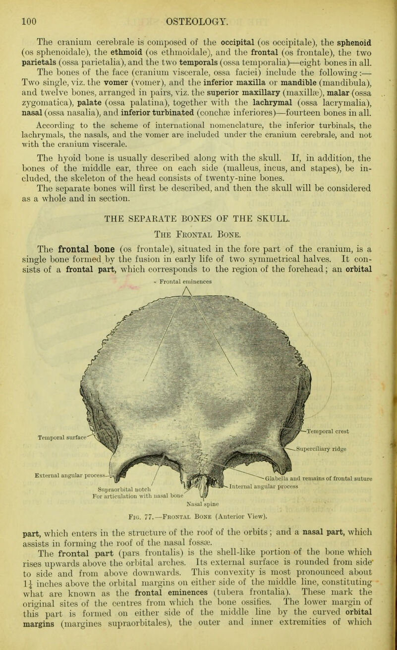 The cranium cerebrale is composed of the occipital (os occipitale), the sphenoid (os sphenoidale), the ethmoid (os ethmoidale), and the frontal (os frontale), the two parietals (ossa parietalia), and the two temporals (ossa temporaHa)—eight bones in all. The bones of the face (cranium viscerale, ossa faciei) include the following:— Two single, viz. the vomer (vomer), and the inferior maxilla or mandible (mandibula), and twelve bones, arranged in pairs, viz. the superior maxillary (maxilloe), malar (ossa zygomatica), palate (ossa palatina), together with the lachrymal (ossa lacrymalia), nasal (ossa nasalia), and inferior turbinated (conchae inferiores)—fourteen bones in all. According to the scheme of international nomenclature, the inferior turbinals, the lachrymals, the nasals, and the vomer are included under the cranium cerebrale, and not with the cranium viscerale. The hyoid bone is usually described along with the skull. If, in addition, the bones of the middle ear, three on each side (malleus, incus, and stapes), be in- cluded, the skeleton of the head consists of twenty-nine bones. The separate bones will first be described, and then the skull will be considered as a whole and in section. THE SEPARATE BONES OF THE SKULL. The Fhontal Bone. The frontal bone (os frontale), situated in the fore part of the cranium, is a single bone formed by the fusion in early life of two symmetrical halves. It con- sists of a frontal part, which corresponds to the region of the forehead; an orbital - Frontal eminences Nasal spine Fig. 77.—Frontal Bone (Anterior View). part, which enters in the structure of the roof of the orbits; and a nasal part, which assists in forming the roof of the nasal fossa?. The frontal part (pars frontalis) is the shell-like portion of the bone which rises upwards above the orbital arches. Its external surface is rounded from side to side and from above downwards. This convexity is most pronounced about 1| inches above the orbital margins on either side of the middle line, constituting what are known as the frontal eminences (tubera frontalia). These mark the original sites of the centres from which the bone ossifies. The lower margin of this part is formed on either side of the middle line by the curved orbital margins (margines supraorbitales), the outer and inner extremities of which