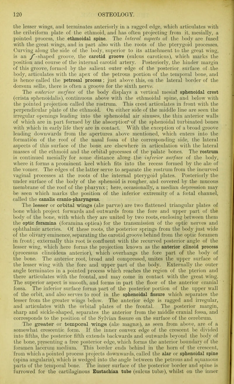 the lesser wings, and terminates anteriorly in a ragged edge, which articulates with the criljriform plate of tlie ethmoid, and has often projecting from it, mesially, a pointed process, the ethmoidal spine. The lateral aspects of the body are fused with the great wings, and in part also with the roots of the pterygoid processes. Curving along the side of the body, superior to its attachment to the great wing, is an Z'-shaped groove, the carotid groove (sulcus caroticus), whicli marks the position and course of the internal carotid artery. Posteriorly, tlie hinder margin of this groove, formed by the salient outer edge of the posterior suiface of the body, articulates with the apex of the petrous portion of the temporal bone, and is lience called the petrosal process ; just above this, on the lateral border of the dorsum sellce, there is often a groove for the sixth nerve. The anterior surface of the body displays a vertical mesial sphenoidal crest (crista splienoidalis), continuous above with the ethmoidal spine, and lielow with the pointed projection called the rostrum. Tliis crest articulates in front witli the perpendicular plate of the ethmoid. On either side of the middle line are seen the irregular openings leading into the sphenoidal air sinuses, the thin anterior walls of wliich are in part formed by the absorption''of the sphenoidal turbinated bones with whicli in early life they are in contact. With the exception of a broad groove leading downwards from the apertures above mentioned, which enters into the formation of the roof of the nasal fossa of the corresponding side, the lateral aspects of this surface of the bone are elsewliere in articulation with the lateral masses of the ethmoid and the orbital processes of the palate bones. The rostrum is continued mesially for some distance along the inferior surface of the body, where it forms a prominent keel which fits into the recess formed by the ahe of the vomer. The edges of the latter serve to separate the rostrum from the incurved vaginal processes at the roots of the internal pterygoid plates. Posteriorly the under surface of the body of the sphenoid is rouglier, and covered by the mucous membrane of the roof of the pharynx; here, occasionally, a median depression may be seen wliich marks the position of the inferior extremity of a fcxital channel, called the canalis cranio-pharyngeus. The lesser or orbital wings (al;ie parvte) are two flattened triangular plates of bone which project forwards and outwards from tlie fore and upper part of the body of the bone, with which they are united by two roots, enclosing between them the optic foramina (foramina optica) for the transmission of the optic nerves and ophthalmic arteries. Of these roots, the posterior springs from the body just wide of the olivary eminence, separating the carotid groove behind from the optic foramen in front; externally this root is confluent with the recurved posterior angle of the lesser wing, which here forms the projection known as the anterior clinoid process (processus clinoideus anterior), which overhangs the fore part of the body of the bone. The anterior root, broad and compressed, unites the upper surface of the lesser wing with the fore and upper part of the body. Externally the outer angle terminates in a pointed process which reaches the region of the pterion and there articulates with the frontal, and may come in contact with the great wing. The superior aspect is smooth, and forms in part the floor of the anterior cranial fossa. The inferior surface forms part of the posterior portion of the upper wall of the orbit, and also serves to roof in the sphenoidal fissure which separates the lesser from the greater wings below. The anterior edge is lagged and irregular, and articulates with tlie orbital plates of the frontal. The posterior margin, sharp and sickle-shaped, separates the anterior from the middle cranial fossa, and corresponds to the position of the Sylvian fissure on the surface of the cerebrum. Tlie greater or temporal wings (ala^ magnte), as seen from above, are of a somewhat creseentic form. If the inner convex edge of the crescent be divided into fifths, the posterior fifth extends backwards and outwards beyond the body of the bone, presenting a free posterior edge, which forms the anterior boundary of the foramen lacerum medium. This border ends behind in the horn of the crescent, from which a pointed process projects downwards, called the alar or sphenoidal spine (spina angularis), which is wedged into the angle between the petrous and squamous parts of the temporal bone. The inner surface of the posterior border and s})ine is furrowed for the cartilaginous Eustachian tube (sulcus tubai), whilst on the inner