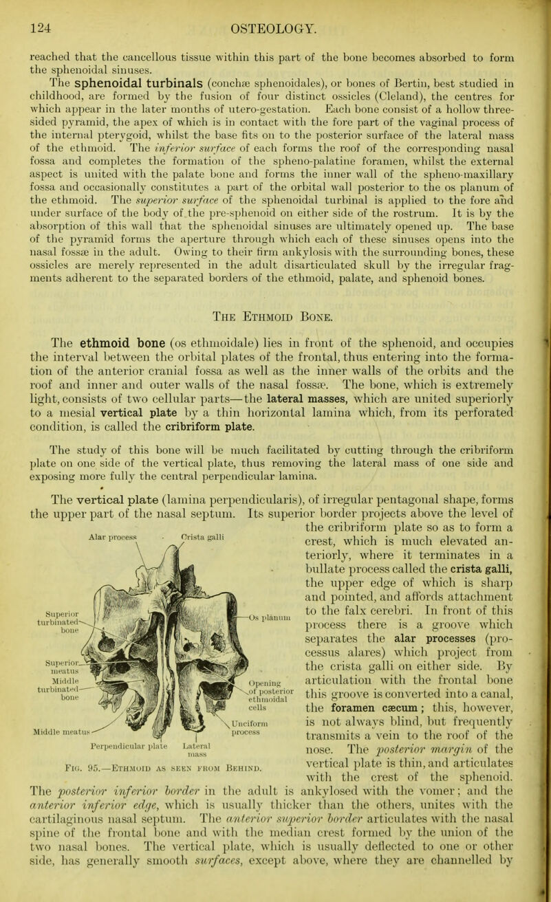 reached that the cancellous tissue within this part of the bone becomes absorbed to form the sphenoidal sinuses. The sphenoidal turbinals (conchse sphenoidales), or bones of Bertin, best studied in childhood, are formed by the fusion of four distinct ossicles (Cleland), the centres for which appear in the later months of utero-gestation. Each bone consist of a hollow three- sided pyramid, the apex of which is in contact with the fore part of the vaginal process of the internal pterygoid, whilst the base fits on to tlie posterior surface of the lateral mass of the ethmoid. The inferior surface of each forms the roof of the corresponding nasal fossa and completes the formation of the spheno-palatine foramen, whilst the external aspect is united with the palate bone and forms the inner wall of the spheno-maxillary fossa and occasionally constitutes a part of the orbital wall posterior to the os planum of the ethmoid. The superior surface of the sphenoidal turbinal is applied to the fore and under surface of the body of the pre-sphenoid on either side of the rostrum. It is by the absorption of this wall that the sphenoidal sinuses are ultimately opened up. The base of the pyramid forms the aperture through which each of these sinuses opens into the nasal fossae in the adult. Owing to their firm ankylosis with the surrounding bones, these ossicles are merely represented in the adult disarticulated skull by the irregular frag- ments adherent to the separated borders of the ethmoid, palate, and sphenoid bones. The Ethmoid Bone. The ethmoid bone (os etlimoidale) lies in front of the sphenoid, and occupies the interval between the orbital plates of the frontal, thus entering into the forma- tion of the anterior cranial fossa as well as the inner walls of the orbits and the roof and inner and outer walls of the nasal fosstie. The bone, which is exti-emely light, consists of two cellular parts—the lateral masses, which are united superiorly to a mesial vertical plate by a thin horizontal lamina which, from its perforated condition, is called the cribriform plate. The study of this bone will be nnich facilitated by cutting through the cribriform plate on one side of the vertical plate, thus removing the lateral mass of one side and exposing more fully the central perpendicidar lamina. The vertical plate (lamina perpendicnlaris), of irregular pentagonal shape, forms the upper part of the nasal septum. Its superior border projects above the level of the cribriform plate so as to form a crest, which is much elevated an- teriorly, where it terminates in a buUate process called the crista galli, the upper edge of which is sharp and pointed, and affords attachment to the falx cerebri. In front of this process there is a gioove which separates the alar processes (pro- cessus alares) which project from the crista galli on either side, liy articulation with the frontal bone this groove is conA erted into a canal, the foramen caecum; this, however, is not always blind, but frequently transmits a vein to the roof of the nose. The posterior margin of the vertical plate is thin, and articulates with the crest of the sphenoid. The posterior inferior border in the adult is ankylosed with the vomer; and the anterior inferior edge, which is usuall}' thicker than the others, xniites with the cartilaginous nasal septum. The anterior sitperior border articulates with the nasal spine of the frontal bone and with the median crest formed by the union of the two nasal bones. The vertical plate, which is usually deflected to one or other side, has generally smooth surfaces, except above, where they are channelled by