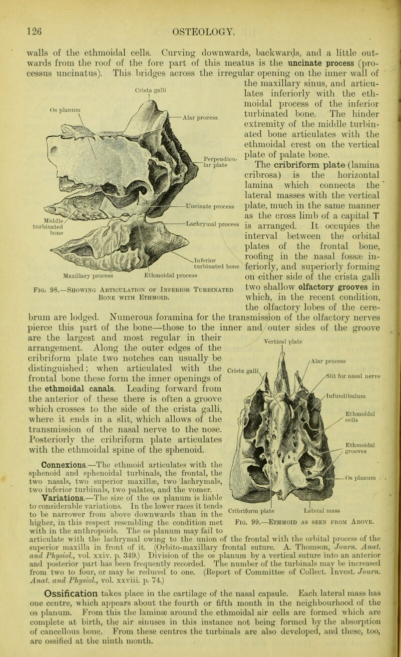 Crista alii process Perpeiulicii- lur plate ate process Maxillary process FiQ; 98.—Showing Articulation of Inferior Turbinated Bone with Ethmoid. walls of the ethmoidal cells. Curving downwards, backwards, and a little out- wards from the roof of the fore part of this meatus is the uncinate process (pro- cessus uiicinatus). This l)ridges across the irregular opening on the inner wall of the maxillary sinus, and articu- lates inferiorly with the eth- moidal process of the inferior turbinated bone. The hinder extremity of the middle turbin- ated bone articulates with the ethmoidal crest on the vertical plate of palate bone. The cribriform plate (lamina cribrosa) is the horizontal lamina which connects the lateral masses with the vertical plate, much in the same manner as the cross limb of a capital T -Lachrymal process ig arranged. It occupics the interval between the orbital plates of the frontal bone, J r • roofing in the nasal fossie in- ,Inferior p turhinateii bone feriorly, and superiorly forming Etimioiaai process either side of the crista galli two shallow olfactory grooves in which, in the recent condition, the olfactory lobes of the cere- brum are lodged. Numerous foramina for the transmission of the olfactory nerves pierce this part of the bone—those to the inner and outer sides of the groove are the largest and most regular in their arrangement. Along the outer edges of the cribriform plate two notches can usually be distinguished; when articulated with the crista gaii frontal bone these form the inner openings of the ethmoidal canals. Leading forward from the anterior of these there is often a groove which crosses to the side of the crista galli, where it ends in a slit, which allows of the transmission of the nasal nerve to the nose. Posteriorly the cribriform plate articulates with the ethmoidal spine of the sphenoid. Connexions.—The ethmoid articulates with the sphenoid and sj^henoichil turbinals, the frontal, the two nasals, two superior maxilke, two lachrymals, two inferior tnrliinals, two ])alates, and the vomer. Variations.—Tlie size of the os planum is liahle to considerable variations. In the lower races it tends to he narrower from above downwards than in the higher, in this respect resembling the condition met with in the anthropoids. The os planum may fail to articulate with the lachrymal owing to the union of the frontal with the orbital ])rocess of the superior maxilla in front of it. (Orluto-maxillary frontal suture. A. Thomson, Journ. Anut. and Physiol., vol. xxiv. p. 349.) Division of the os planum by a vertical suture into an anterior and jTOsterior part has been frequently recorded. The number of the turliinals may lie increased from two to four, or may be reduced to one. (ReiJort of Committee of Collect. Invest. Jowrn. Anat. and Physiol, vol xxviii. p. 74.) Ossification takes place in tlie cartilage of the nasal capsule. Each lateral mass has one centre, which appears about the fourth or fifth month in the neighbourhood of tlie OS planum. From this the laminae around the ethmoidal air cells are formed which are complete at birth, the air sinuses in this instance not being formed by the absorjition of cancellous bone. From these centres the turbinals are also developed, and these, too, arc ossified at the ninth month. Vertical plate ^Alar process Slit for nasal nerve Ethmoidal grooves Os iilaiinm Cribriform plate Lateral mass Fio. 99.—Ethmoid as seen from Above.