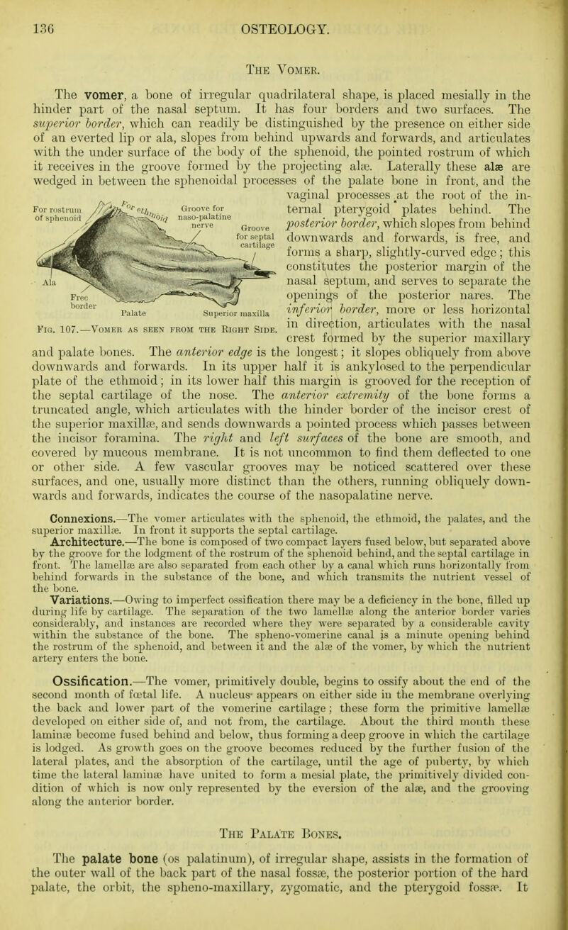 The Vomer. The vomer, a bone of irregular quadrilateral shape, is placed mesially in the hinder part of the nasal septum. It has four borders and two surfaces. The superior border, which can readily be distinguished by the presence on either side of an everted lip or ala, slopes from beliind upwards and forwards, and articulates with the under surface of the body of the sphenoid, tlie pointed rostrum of which it receives in the groove formed by the projecting alpe. Laterally these alse are wedged in between the sphenoidal processes of the palate bone in front, and the vaginal processes ^at the root of the in- ternal pterygoid plates behind. The posterior border, which slopes from behind downwards and forwards, is free, and forms a sharp, slightly-curved edge; this constitutes the posterior margin of the nasal septum, and serves to separate the openings of the posterior nares. The inferior border, more or less horizontal in direction, articulates with the nasal crest formed by the superior maxillary and palate bones. The anterior edge is the longest; it slopes obliquely from above downwards and forwards. In its upper half it is ankylosed to the perpendicular plate of the ethmoid; in its lower half this margin is grooved for the reception of the septal cartilage of the nose. The anterior extremity of the bone forms a truncated angle, which articulates with the hinder border of the incisor crest of the superior maxilhe, and sends downwards a pointed process which passes between the incisor foramina. The right and left surfaces of the bone are smooth, and covered by mucous membrane. It is not uncommon to find them deflected to one or other side. A few vascular grooves may be noticed scattered over these surfaces, and one, usually more distinct than the others, running obliquely down- wards and forwards, indicates the course of the nasopalatine nerve. Connexions.—The vomer articulates with the sphenoid, the ethmoid, the palates, and the superior maxilhe. In front it supports the septal cartilage. Architecture.—The bone is composed of two compact layers fused below, but separated above by the groove for the lodgment of the rostrum of the splienoid behind, and the septal cartilage in front. The lamellae are also sepai'ated from each other by a canal which runs horizontally from behind forwards in the substance of the bone, and which transmits the nutrient vessel of the bone. Variations.—Owing to imperfect ossification there may be a deficiency in the bone, filled up during life by cartilage. The sejjaration of the two lamellae along the anterior border varies considerably, and instances are recorded where they were separated by a considerable cavity within the substance of the bone. The splieno-vomerine canal is a minute oj^ening behind the rostrum of the sphenoid, and between it and the alse of the vomer, by which the nutrient artery enters the bone. Ossification.—The vomer, primitively double, begins to ossify about the end of the second month of fa^tal life. A nucleus- appears on either side in the membrane overlying the back and lower part of the vomerine cartilage ; these form the primitive lamellae developed on either side of, and not from, the cartilage. About the third month these laminre become fused behind and below, thus forming a deep groove in which the cai-tilage is lodged. As growth goes on the groove becomes reduced by the further fusion of the lateral plates, and the absorption of the cartilage, until the age of puberty, by which time the lateral laminse have united to form a mesial plate, the primitively divided con- dition of which is now only represented by the eversion of tlie alse, and the grooving along the anterior border. The Palate Bones. The palate bone (os palatmum), of irregular shape, assists in the formation of the outer wall of the l)ack part of the nasal fossae, the posterior portion of the hard palate, the orbit, the spheno-maxillary, zygomatic, and the pterygoid fossae. It Palate Superior maxilla Fig. 107.—Vomer as seen from the Right Side.