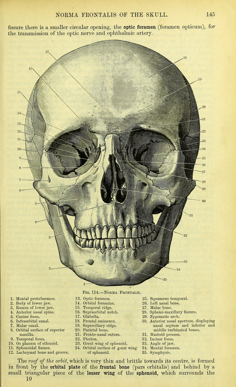 1. Mental protuberance. 2. Body of lower jaw. 3. Ramus of lower jaw. 4. Anterior nasal spine. 5. Canine fossa. 6. Infraorbital canal. 7. Malar canal. 8. Orbital surface of superior maxilla. 9. Temporal fossa. 10. Os planum of ethmoid. 11. Sphenoidal fissure. 12. Lachrymal bone and groove. Fig. 114.—Norma Frontalis. 13. Optic foramen. 14. Orbital foramina. 15. Temporal ridge. 16. Supraorbital notch. 17. Glabella. 18. Frontal eminence. 19. Superciliary ridge. 20. Parietal bone. 21. Fronto-nasal suture. 22. Pterion. 23. Great wing of sphenoid. 24. Orbital surface of great wing of sphenoid. 25. Squamous temporal. 26. Left nasal bone. 27. Malar bone. 28. Spheno-maxillary fissure. 29. Zygomatic arch. 30. Anterior nasal aperture, displaying nasal septum and inferior and middle turbinated bones. 31. Mastoid process. 32. Incisor fossa. 33. Angle of jaw. 34. Mental foramen. 35. Symphysis. The roof of the orhit, which is very thin and brittle towards its centre, is formed in front by the orbital plate of the frontal bone (pars orbitalis) and behind by a small triangular piece of the lesser wing of the sphenoid, which surrounds the 10