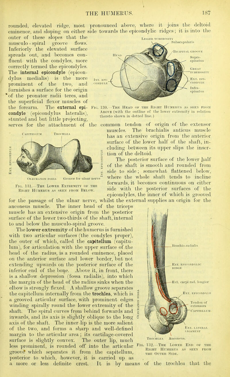 J THE HUMEEUS. 187 Lesser ti'bf.rositv Snbsc:iiJiilaiis Head rounded, elevated ridge, most pronounced altove, where it joins the deltoid eminence, and sloping on either side towards the epicondylic ridges; it is into the outer of these slopes that the musculo - spiral groove flows. Inferiorly the elevated surface spreads out, and becomes con- fluent with the condyles, more correctly termed the epicondyles. The internal epicondyle (epicon- dylus medialis) is the more prominent of the two, and furnishes a surface for the origin 'of the pronator radii teres, and the superficial flexor muscles of the foreann. The external epi- condyle (epicondylus lateralis), stunted and but little projecting, serves for the attachment of Int. ei'i-_ i'ondyi.e' Great tuberosity Infra- spinatus Fi(i. 130.—Thk Head (ik the Richt Humkkcs as seex fho.m Above (with the outline of tlie lower e.xtreniity in relation thereto shown in dotted line.) Capitelutm (Olecranon fossa Fig. 1.31.—The Lower Extremity of the RioHT Hdmerus as seen from Bei.ow. for the passage of the ulnar anconeus muscle. The inner muscle has an extensive origin from the posterior surface of the lower two-thirds of the shaft, internal to and below the musculo-spiral groove. The lower extremity of the humerus is furnished with two articular surfaces (the condyles proper), the outer of which, called the capitellum (capitu- lum), for articulation with the upper surface of the liead of the radius, is a rounded eminence, placed on the anterior surface and lower border, but not extending upwards on the posterior surface of the inferior end of the bone. Above it, in front, there is a shallow depression (fossa radialis), into which the margin of the head of the radius sinks when the elbow is strongly flexed. A shallow groove separates the capitellum internally from the trochlea, which is a grooved articular surface, with prominent edges winding spirally round the lower extremity of the shaft. The spiral carves from behind forwards and inwards, and its axis is slightly oblique to the long axis of the shaft. The inner lip is the more salient of the two, and forms a sharp and well-defined margin to the articular area ; its cartilage-covered surface is slightly convex. The outer lip, much less prominent, is rounded off into the articular groov^ which separates it from the capitellum, posterior to which, however, it is carried up as a more or less definite crest. It is by means the common tendon of origin of the extensor muscles. The brachialis anticus muscle has an extensive origin from the anterior surface of the lower half of the shaft, in- cluding between its upper slips the inser- 5 tion of the deltoid. 5 The posterior surface of the lower ]ialf I of the shaft is smooth and rounded from f. side to side; somewhat flattened below, r where the whole shaft tends to incline forwards, it Ijecomes continuous on either side with the posterior surfaces of the epicondyles, the inner of which is grooved nerve, whilst the external supplies an origin for the head of the triceps ove tor ulnar iier\'( Ext. epicondyle (,'apitellum KXT. LATERAL i.IOAMENT Trochlea Anconeus. Fig. 132.—The Lower Right Humerus / the Outer Side. End of the s seen from of the trochlea that the