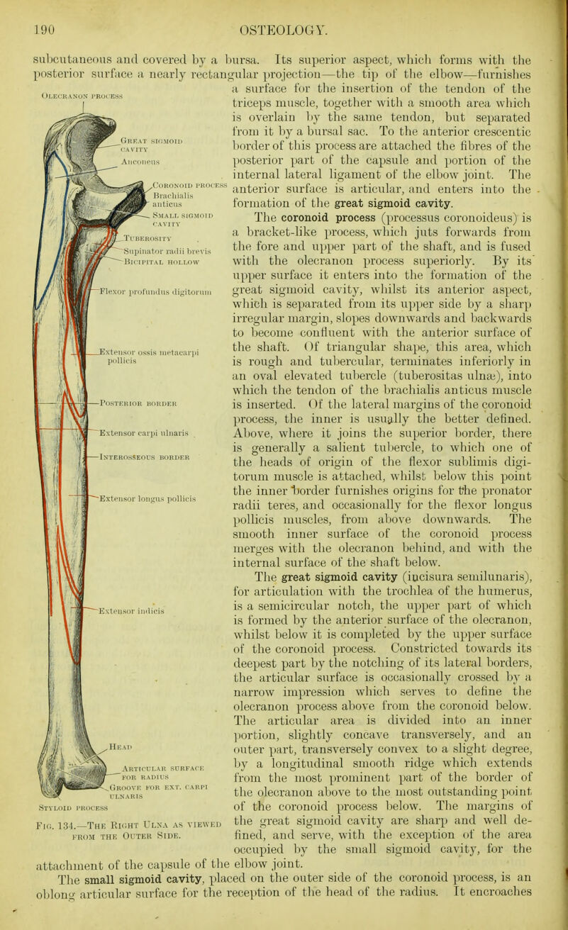 OSTEOLUUV. Olecranon rRurKss m ^CORONdlD I'KOCESS Brac-liiiilis anticus . Small sigmoid CAVIIY moSITY iiator railii bievis PITAL HOLLOW dii!'itoniii : !iietarar|)i rpi iiliiaris STEROSSEOUS BORDER subcutaneous and covered by a l)ui-sa. Its superior aspect, which forms with tlie posterior surface a nearly rectangular projection—the tip of the elbow—furnishes a surface for the insertion of the tendon of the triceps muscle, together with a smooth area which is overlain })y the same tendon, but separated from it by a bursal sac. To the anterior crescentic Ijorder of this process are attached the fibres of the posterior part of the capsule and portion of the internal lateral ligament of the elbow joint. The anterior surface is articular, and enters into the formation of the great sigmoid cavity. The coronoid process (processus coronoideus) is a bracket-like process, which juts forwards from the fore and upper part of the shaft, and is fused with the olecranon process superiorly. By its upper surface it enters into the formation of the great sigmoid cavity, whilst its anterior aspect, which is separated from its upper side by a sharp irregular margin, slopes downwards and backwards to become confluent with the anterior surface of the shaft. Of triangular shape, tliis area, which is rough and tul)ercular, terminates inferiorly in an oval elevated tubercle (tuberositas ulnie), into which the tendon of the brachialis anticus muscle is inserted, (^f the lateral margins of the coronoid process, the inner is usu3.11y the better defined. Above, where it joins the superior border, there is generally a salient tul)ercle, to which one of the heads of origin of the flexor sublimis digi- torum muscle is attached, whilst below this point the inner tiorder furnishes origins for t?he pronator radii teres, and occasionally for the flexor longus pollicis muscles, from above downwards. The smooth inner surface of the coronoid pi'ocess merges with the olecranon behind, and with the internal surface of the shaft below. The great sigmoid cavity (iocisura semilunaris), for articulation with the trochlea of the humerus, is a semicircular notch, the upper part of which is formed by the anterior surface of the olecranon, whilst below it is completed by the upper surface of the coronoid process. Constricted towards its deepest part by the notching of its lateral borders, the articular surface is Qccasionally crossed by a narrow impression which serves to define the olecranon process above from the coronoid below, jl-i jn The articular area is divided into an inner '])ortion, slightly concave transversely, and an outer part, transversely convex to a slight degree, by a longitudinal smooth ridge which extends from the most prominent part of the border of the olecranon above to the most outstanding point of the coronoid process below. The margins of the great sigmoid cavity are sharp and well de- fined, and serve, with the exception of the area occupied by the small sigmoid cavity, for the attachment of the capsule of the elbow joint. The small sigmoid cavity, placed on the outer side of the coronoid process, is an oblono- articular surface for the receiition of the head of the radius. It encroaches Styloid J'Koc-ess .Head i .\rticular surface kor radius ^Groove kor ext. carpi ULNARIS Fk;. 134.—The RiiiHT \jLy.\ as viewku FROM THK OlTTER SiDE.