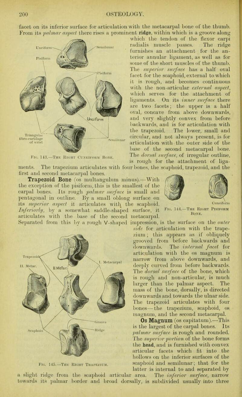 Uncilbni Pisiform facet on its inferior surface for articulation with the metacarpal bone of the thunil). From its ^)a/?ftar aspect there rises a prominent ridge, within which is a groove along which tlie tendon of tlie Hexor carpi radialis muscle passes. The ridge furnishes an attachment for the an- terior annular ligament, as well as for some of the short muscles of tiie thumb. The superior surface has a half oval facet for the scaphoid, external towhicli it is rougli, and becomes continuous with the non-articular external aspect, which serves for the attachment of ligaments. On its inner surface there are two i'acets; the upper is a half (ival, concave from above downwards, and verj^ slightly convex from before backwards, and is for articulation with the trapezoid. The lower, small and circular, and not always present, is for articulation with the outer side of the base of the second luetacarpal l)one. The dorsal surface, of irregular outline, is rough for the attachment of liga- four l)()nes, tlie scaphoid, trapezoid, and the 143.—Thk Rii;ht Cunkikohm Bonk. Fi(!. 144.- Cuiieiforni The Rk;ht Pisiform Bone. Separated from this Tiaiiezoid' ments. The trapezium articulates witli first and second metacarpal bones. Trapezoid Bone Tos multangulum minus).—With the exception of the pisiform, this is the smallest of the carpal bones. Its rough pabnar surface is small and pentagonal in outline. By a small oblong surface on its superior aspect it articulates with the scaphoid. hiferiorly, by a somewhat saddle-shaped surface, it articulates with the base of the second metacarpal. by a rougli V-shaped impression, is the surface on the outer side for articulation with the trape- zium ; this appears as if obliquely grooved from before backwards and downwards. The internal facet for articulation with the os magnum is narrow from above downwards, and deeply curved from before backwards. Tlie dorsal surface of the bone, which is rough and non-articular, is much larger than the palmar aspect. The mass of the bone, dorsally, is directed downwards and towards the ulnar side. The trapezoid articulates with four bones—the trapezium, scaphoid, os. magnum, and the second metacarpal. Os Magnum (os capitatum).—This is the largest of the carpal bones. Its 'palmar surface is rough and rounded. The superior portion of the bone forms the head, and is furnished with convex articular facets which fit into the hollows on the inferior surfaces of the scaphoid and semilunar; that for the latter is internal to and separated by a slight ridge from the scaphoid articular area. Tlie inferior surface, narrow towards its palmar l)order and broad dorsally, is subdivided usually into three Sc:i]il]oiil Fic. 145.—Thk Richt Tdai'kziu.m.