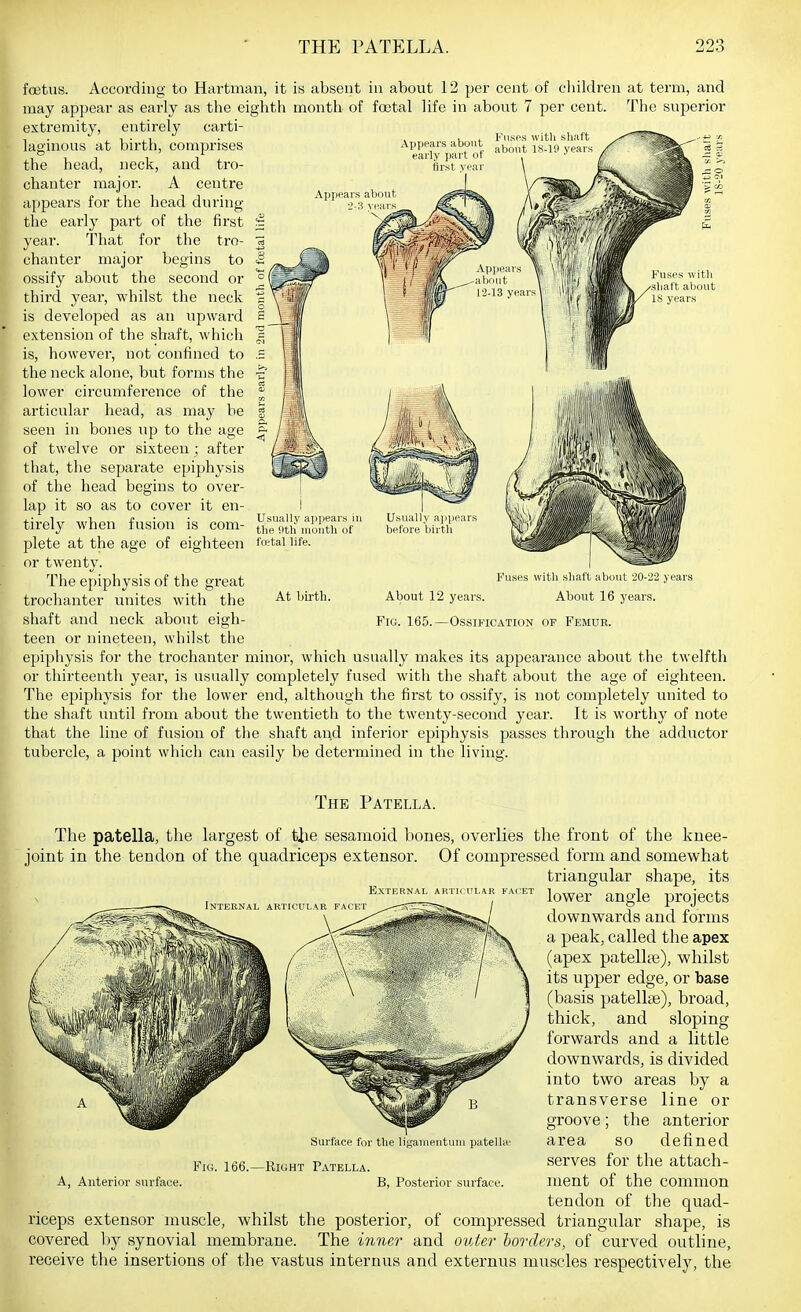 Fuses with shaft about l.S-19 yeais first vnar foetus. According to Hartman, it is absent in about 12 per cent of children at term, and may appear as early as the eighth month of fostal life in about 7 per cent. The superior extremity, entirely carti- lao'inous at birth, comprises Appears about the head, neck, and tro- chanter majoi. A centre appears for the head during the early part of the first year. That for the tro- chanter major begins to ossify about the second or third year, whilst the neck is developed as an upward extension of the shaft, which is, however, not coniined to the neck alone, but forms the lower circumference of the articular head, as may be seen in bones up to the age of twelve or sixteen; after that, the separate epiphysis of the head begins to over- lap it so as to cover it en- tirely when fusion is com- plete at the age of eighteen or twenty. The epiphysis of the great trochanter unites with the shaft and neck about eigh- teen or nineteen, whilst the epiphysis for the trochanter minor, which usually makes its appearance about the twelfth or thirteenth year, is usually completely fused with the shaft about the age of eighteen. The epiphysis for the lower end, although the first to ossify, is not completely united to the shaft until from about the twentieth to the twenty-second year. It is worthy of note that the line of fusion of the shaft and inferior epiphysis passes through the adductor tubercle, a point which can easily be determined in the living. Usually apjiears i the 9th month of fo?tal life. At birth. Fuses with shaft about 20-22 years About 12 years. About 16 years. Fig. 165.—Ossification of Femur. The Patella. The patella, the largest of tiie sesamoid bones, overlies the front of the knee- joint in the tendon of the quadriceps extensor. Of compressed form and somewhat triangular shape, its External ARTfcuLAR FAOET ^QyfQT- angle projcctS downvpards and forms a peak, called the apex (apex patellfe), whilst its upper edge, or base (basis patellae), broad, thick, and sloping forwards and a little downwards, is divided into two areas by a transverse line or groove; the anterior Surface for the ligauieutuni patella Fig. 166.—Right Patella. A, Anterior surface. B, Posterior surfact area so defined serves for the attach- ment of the common tendon of the quad- riceps extensor muscle, whilst the posterior, of compressed triangular shape, is covered hj synovial membrane. The i7mer and outer borders, of curved outline, receive the insertions of the vastus internus and externus muscles respectively, the