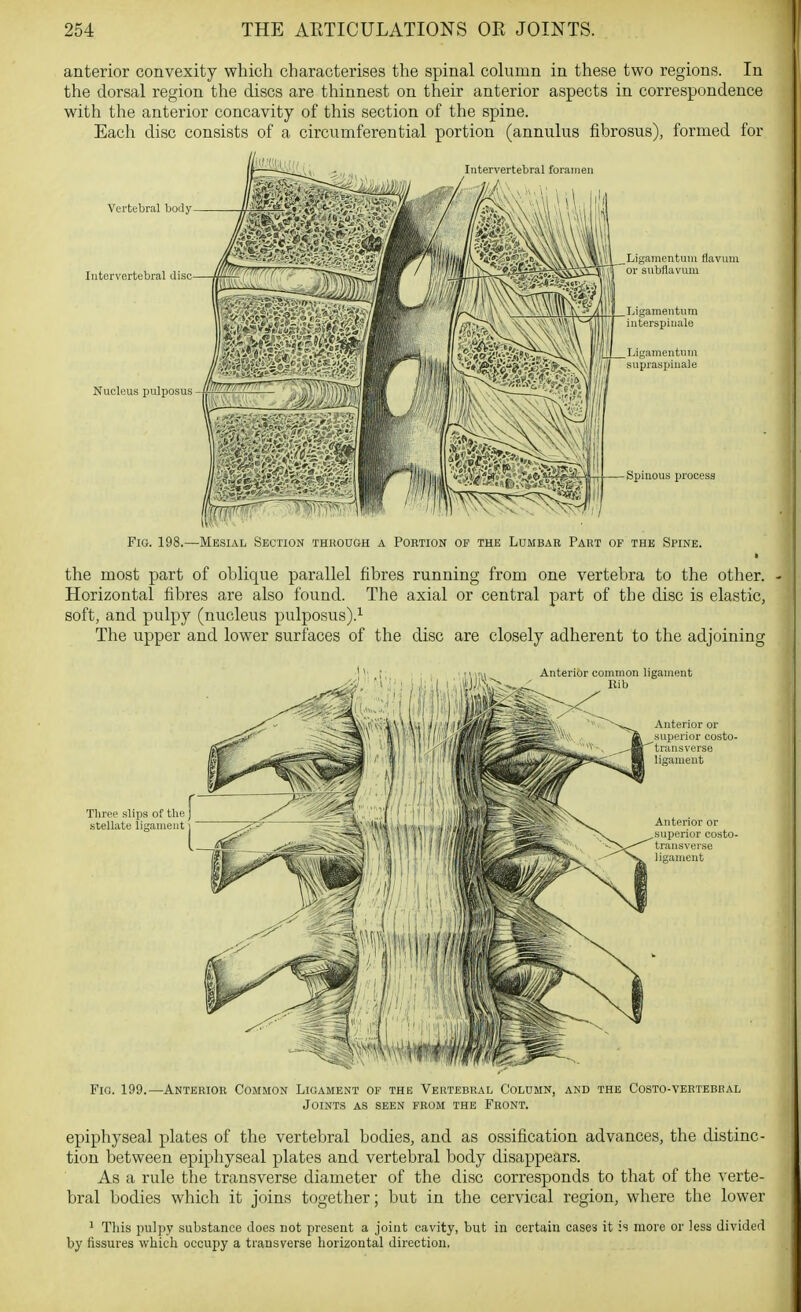 anterior convexity which characterises the spinal cohimn in these two regions. In the dorsal region the discs are thinnest on their anterior aspects in correspondence with the anterior concavity of this section of the spine. Each disc consists of a circumferential portion (annulus fibrosus), formed for Vertebral body Intervertebral disc- Nucleus pulposus flavuiu Fig. 198.—Mesial Section through a Portion of the Lumbar Part of the Spine. ■ the most part of oblique parallel fibres running from one vertebra to the other. Horizontal fibres are also found. The axial or central part of the disc is elastic, soft, and pulpy (nucleus pulposus).^ The upper and lower surfaces of the disc are closely adherent to the adjoining Three slips of the stellate ligament Fig. 199.—Anterior Common Ligament of the Vertebral Column, and the Costo-vertebhal Joints as seen from the Front. epiphyseal plates of the vertebral bodies, and as ossification advances, the distinc- tion between epiphyseal plates and vertebral body disappears. As a rule the transverse diameter of the disc corresponds to tliat of the verte- bral bodies which it joins together; but in the cervical region, where the lower 1 This pulpy substance Joes not present a joint cavity, but in certain cases it is more or less divided by fissures which occupy a transverse horizontal direction,