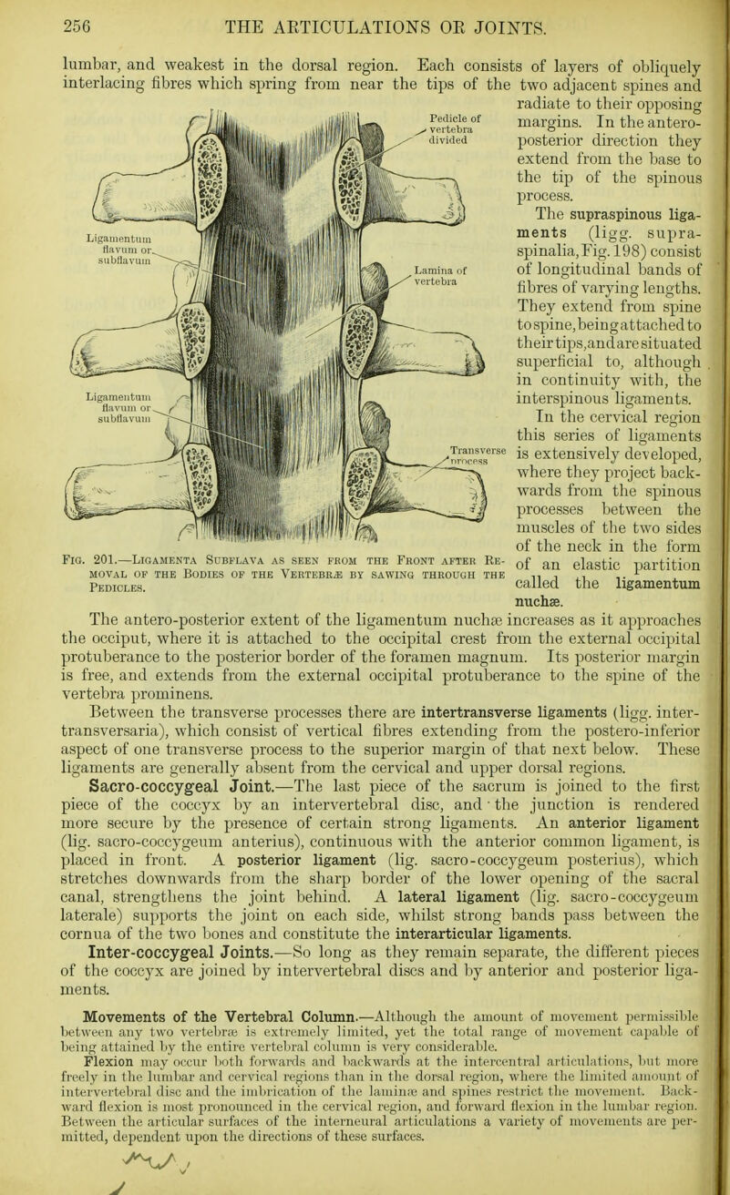 Pedicle of vertebra divided Fig. 201.—LiGAMENTA SUBFLAVA AS SEEN FROM THE FkONT AFTER RE- MOVAL OF THE Bodies of the Vertebra by sawing through the Pedicles. lumbar, and weakest in the dorsal region. Each consists of layers of obliquely interlacing fibres which spring from near the tips of the two adjacent spines and radiate to their opposing margins. In the antero- posteiior direction they extend from the base to the tip of the spinous process. The supraspinous liga- ments (ligg- supra- spinalia,Fig. 198) consist of longitudinal bands of fibres of varying lengths. They extend from spine to spine, being attached to their tips,and are situated superficial to, although in continuity with, the interspinous ligaments. In the cervical region this series of ligaments is extensively developed, where they project back- wards from the spinous processes between the muscles of the two sides of the neck in the form of an elastic partition called the ligamentum nuchse. The antero-posterior extent of the ligamentum nuchte increases as it approaches the occiput, where it is attached to the occipital crest from the external occipital protuberance to the posterior border of the foramen magnum. Its posterior margin is free, and extends from the external occipital protuberance to the spine of the vertebra prominens. Between the transverse processes there are intertransverse ligaments (ligg. inter- transversaria), which consist of vertical fibres extending from the postero-inferior aspect of one transverse process to the superior margin of that next below. These ligaments are generally absent from the cervical and upper dorsal regions. Sacro-coccygeal Joint.—The last piece of the sacrum is joined to the first piece of the coccyx by an intervertebral disc, and the junction is rendered more secure by the presence of certain strong ligaments. An anterior ligament (lig. sacro-coccygeum anterius), continuous with the anterior common ligament, is placed in front. A posterior ligament (lig. sacro-coccygeum posterius), which stretches downwards from the sharp border of the lower opening of the sacral canal, strengthens the joint behind. A lateral ligament (lig. sacro-coccygeum laterale) supports the joint on each side, whilst strong bands pass between the cornua of the two bones and constitute the interarticular ligaments. Inter-coccygeal Joints.—So long as they remain separate, the different pieces of the coccyx are joined by intervertebral discs and by anterior and posterior liga- ments. Movements of the Vertebral Column.—Although the amount of movement permis.sibk' between any two verteLrje is extremely limited, yet the total range of movement capable of being attained by the entire vertebral column is very considerable. Flexion may occur both forwards and backwards at the intercentral articulations, but more freely in the lumbar and cervical regions than in the dorsal region, where the limited amount of intervertebral disc and the imbrication of the lamiiiie and sjnnes restrict the movement. Back- ward flexion is most pronounced in the cervical region, and forward flexion in the lumbar regiou. Between the articular surfaces of the interneural articulations a variety of movements are jier- raitted, dependent upon the directions of these surfaces.