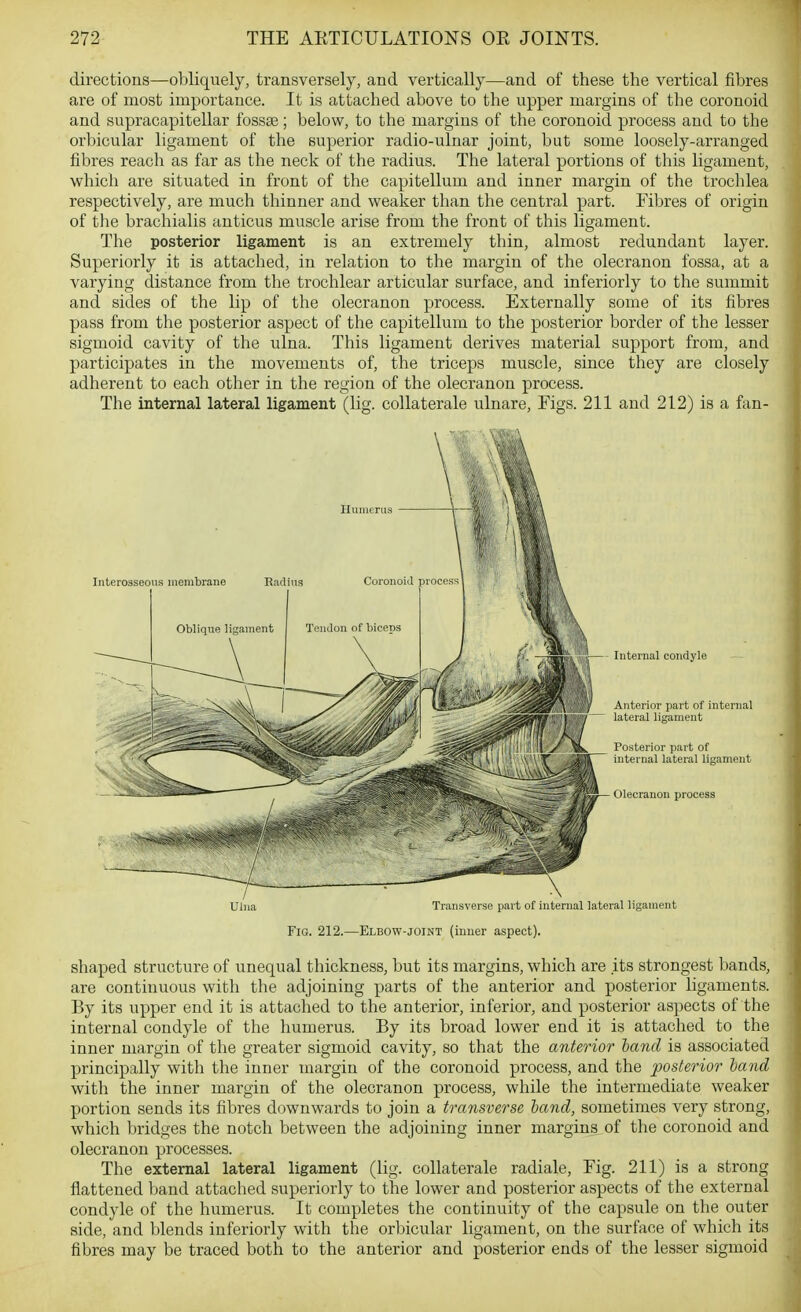 directions—obliquely, transversely, and vertically—and of these the vertical fibres are of most importance. It is attached above to the upper margins of the coronoid and supracapitellar fossae; below, to the margins of the coronoid process and to the orbicular ligament of the superior radio-ulnar joint, but some loosely-arranged fibres reach as far as the neck of the radius. The lateral portions of this ligament, which are situated in front of the capitellum and inner margin of the trochlea respectively, are much thinner and weaker than the central part. Fibres of origin of the brachialis anticus muscle arise from the front of this ligament. The posterior ligament is an extremely thin, almost redundant layer. Superiorly it is attached, in relation to the margin of the olecranon fossa, at a varying distance from the trochlear articular surface, and inferiorly to the summit and sides of the lip of the olecranon process. Externally some of its fibres pass from the posterior aspect of the capitellum to the posterior border of the lesser sigmoid cavity of the ulna. This ligament derives material support from, and participates in the movements of, the triceps muscle, since they are closely adherent to each other in the region of the olecranon process. The internal lateral ligament (lig. collaterale ulnare. Figs. 211 and 212) is a fan- Uhia Traiis\ erse part of internal lateral ligament Fig. 212.—Elbow-joint (iuuer aspect). shaped structure of unequal thickness, but its margins, which are its strongest bands, are continuous with the adjoining parts of the anterior and posterior ligaments. By its upper end it is attached to the anterior, inferior, and posterior aspects of the internal condyle of the humerus. By its broad lower end it is attached to the inner margin of the greater sigmoid cavity, so that the anterior hand is associated principally with the inner margin of the coronoid process, and the posterior hand with the inner margin of the olecranon process, while the intermediate weaker portion sends its fibres downwards to join a transverse land, sometimes very strong, which bridges the notch between the adjoining inner margins of the coronoid and olecranon processes. The external lateral ligament (lig. collaterale radiale. Fig. 211) is a strong flattened band attached superiorly to the lower and posterior aspects of the external condyle of the humerus. It completes the continuity of the capsule on the outer side, and blends inferiorly with the orbicular ligament, on the surface of which its fibres may be traced both to the anterior and posterior ends of the lesser sigmoid {