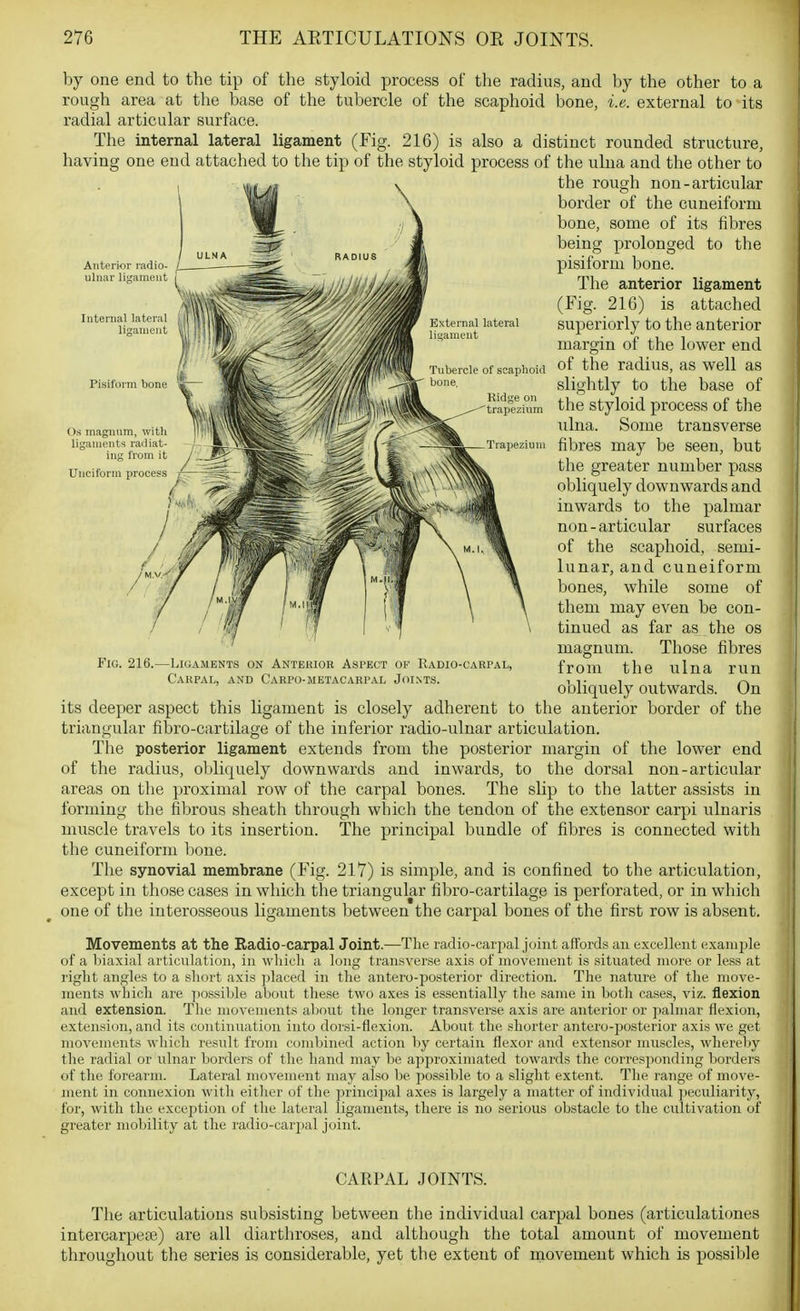 by one end to the tip of the styloid process of the radius, and by the other to a rough area at the base of the tubercle of the scaphoid bone, i.e. external to its radial articular surface. The internal lateral ligament (Fig. 216) is also a distinct rounded structure, having one end attached to the tip of the styloid process of the ulna and the other to the rough non-articular border of the cuneiform bone, some of its fibres being prolonged to the pisiform bone. The anterior ligament (Fig. 216) is attached superiorly to the anterior margin of the lower end of the radius, as well as slightly to the base of the styloid process of the ulna. Some transverse fibres may be seen, but the greater number pass obliquely downwards and inwards to the palmar non-articular surfaces of the scaphoid, semi- lunar, and cuneiform bones, while some of them may even be con- tinued as far as the os magnum. Those fibres from the ulna run obliquely outwards. On its deeper aspect this ligament is closely adherent to the anterior border of the triangular fibro-cartilage of the inferior radio-ulnar articulation. The posterior ligament extends from the posterior margin of the lower end of the radius, obliquely downwards and inwards, to the dorsal non-articular areas on the proximal row of the carpal bones. The slip to the latter assists in forming the fibrous sheath through which the tendon of the extensor carpi ulnaris muscle travels to its insertion. The principal bundle of fibres is connected with the cuneiform bone. The synovial membrane (Fig. 217) is simple, and is confined to the articulation, except in those cases in which the triangular fibro-cartilage is perforated, or in which one of the interosseous ligaments between the carpal bones of the first row is absent. Movements at the Radio-carpal Joint.—The radio-cai jial joint affords an excellent example of a liiaxial articulation, in wliicli a long transverse axis of movement is situated more or le.ss at right angles to a short axis placed in the antero-posterior direction. The nature of the move- ments which are possible about these two axes is essentially the same in both cases, viz. flexion and extension. The movements about the longer transverse axis are anterior or palmar flexion, extension, and its continuation into dorsi-flexion. About the shorter antero-posterior axis we get movements which result from combined action by certain flexor and extensor muscles, whereby the radial or ulnar borders of the hand may be aj^proximated towards the corresponding borders of the forearm. Lateral movement may also be possible to a slight extent. The range of move- ment in connexion with either of the principal axes is largely a matter of individual jieculiarity, for, with the excej^tion of the lateral ligaments, there is no serious obstacle to the cultivation of greater mobility at the radio-carpal joint. CARPAL JOINTS. The articulations subsisting between the individual carpal bones (articulationes intercarpea3) are all diarthroses, and although the total amount of movement throughout the series is considerable, yet the extent of movement which is possible