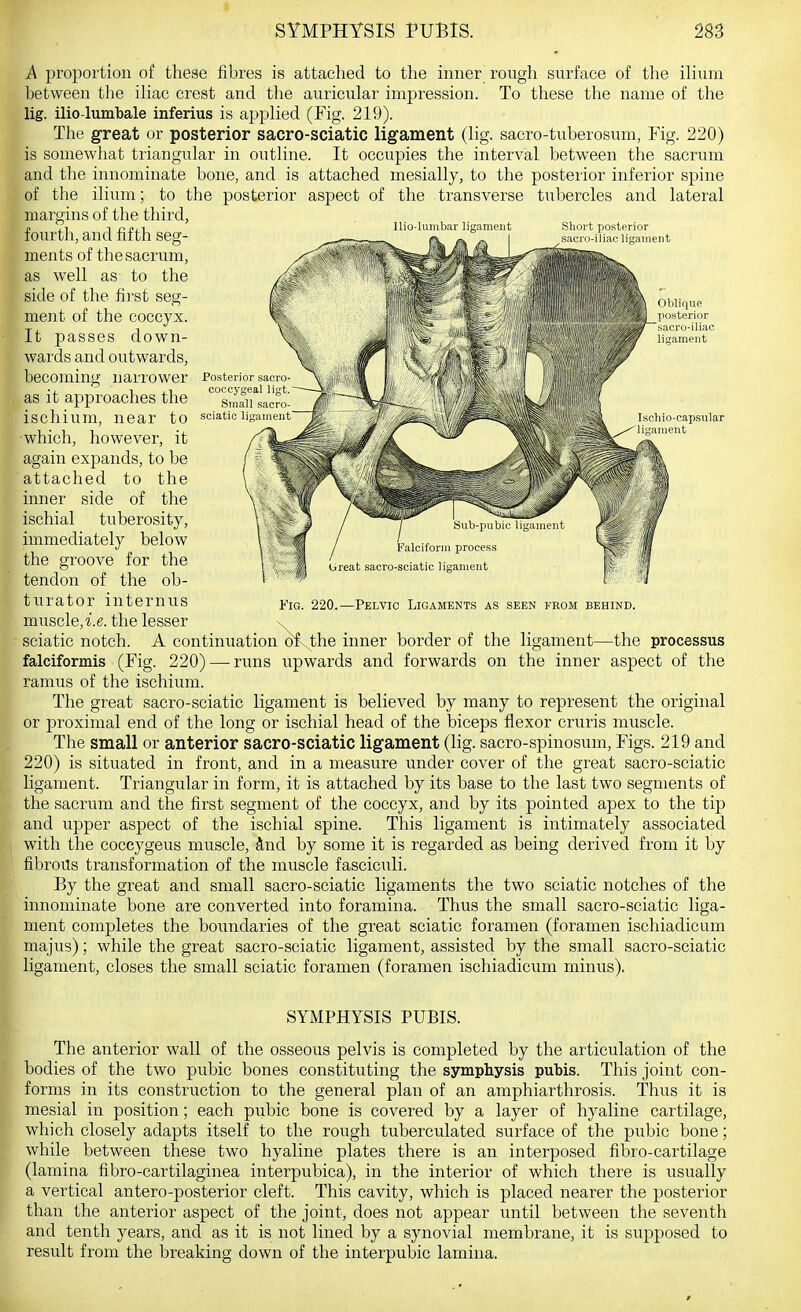 Ilio lumbar ligament Short posterior sacro-iliac ligament Posterior sacro coccygeal ligt. Small sacro sciatic Ischio-capsular lisaiiient A proportion of these fibres is attached to the inner rongh surface of tlie ilium between the iliac crest and the auricular impression. To these the name of the lig. ilio-lumbale inferius is applied (Fig. 219). The great or posterior sacro-sciatic ligament (lig. sacro-tuberosum, Fig. 220) is somewhat triangular in outline. It occupies the interval between the sacrum and the innominate bone, and is attached mesially, to the posterior inferior spine of the ilium; to the posterior aspect of the transverse tubercles and lateral margins of the third, fourth, and fifth seg- ments of the sacrum, as well as to the side of the first seg- ment of the coccyx. It passes down- wards and outwards, becoming narrower as it approaches the ischium, near to which, however, it again expands, to be attached to the inner side of the ischial tuberosity, immediately below the groove for the tendon of the ob- turator internus muscle,i.e. the lesser x sciatic notch. A continuation of\the inner border of the ligament—the processus falciformis (Fig. 220) — runs upwards and forwards on the inner aspect of the ramus of the ischium. The great sacro-sciatic ligament is believed by many to represent the original or proximal end of the long or ischial head of the biceps flexor cruris muscle. The small or anterior sacro-sciatic ligament (lig. sacro-spinosum. Figs. 219 and 220) is situated in front, and in a measure under cover of the great sacro-sciatic ligament. Triangular in form, it is attached by its base to the last two segments of the sacrum and the first segment of the coccyx, and by its pointed apex to the tip and upper aspect of the ischial spine. This ligament is intimately associated with the coccygeus muscle, 3,nd by some it is regarded as being derived from it by fibrous transformation of the muscle fasciculi. By the great and small sacro-sciatic ligaments the two sciatic notches of the innominate bone are converted into foramina. Thus the small sacro-sciatic liga- ment completes the boundaries of the great sciatic foramen (foramen ischiadicum majus); while the great sacro-sciatic ligament, assisted by the small sacro-sciatic ligament, closes the small sciatic foramen (foramen ischiadicum minus). Fig. 220.—Pelvic Ligaments as seen feom behind. SYMPHYSIS PUBIS. The anterior wall of the osseous pelvis is completed by the articulation of the bodies of the two pubic bones constituting the symphysis pubis. This joint con- forms in its construction to the general plan of an amphiarthrosis. Thus it is mesial in position; each pubic bone is covered by a layer of hyaline cartilage, which closely adapts itself to the rough tuberculated surface of the pubic bone; while between these two hyaline plates there is an interposed fibro-cartilage (lamina fibro-cartilaginea interpubica), in the interior of which there is usually a vertical antero-posterior cleft. This cavity, which is placed nearer the posterior than the anterior aspect of the joint, does not appear until between the seventh and tenth years, and as it is not lined by a synovial membrane, it is supposed to result from the breaking down of the interpubic lamina.