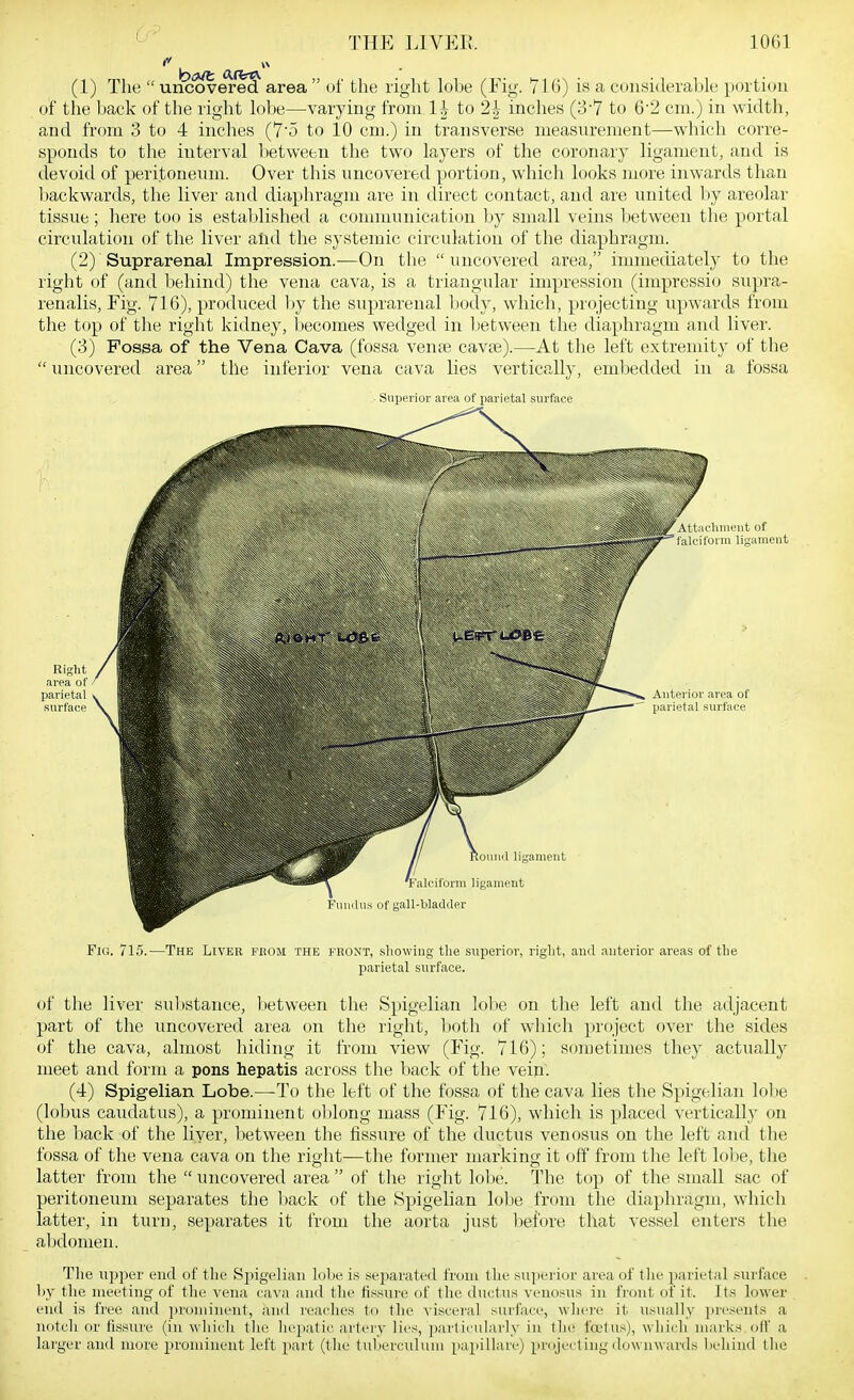 (1) The uncovered area of the right lobe (Fig. 716) is a considerable portion of the back of the right lobe—varying from 1^ to 2| inches (37 to 6'2 cm.) in width, and from 3 to 4 inches (7'5 to 10 cm.) in transverse measurement—which corre- sponds to the interval between the two layers of the coronary ligament, and is devoitl of peritoneum. Over this uncovered portion, which looks more inwards than backwards, the liver and diaphragm are in direct contact, and are united by areolar tissue; here too is established a communication by small veins between the portal circulation of the liver alid the systemic circulation of the diaphragm. (2) 'Suprarenal Impression.—On the uncovered area, immediately to the right of (and l)ehin(l) the vena cava, is a triangular impression (impressio supra- renalis. Fig. 716), produced l)y the suprarenal ])ody, which, projecting upwards from the top of the right kidney, becomes wedged in Ijetween the diaphragm and liver. (3) Fossa of the Vena Cava (fossa venee cavae).—At the left extremity of the  uncovered area the inferior vena cava lies vertically, embedded in a fossa Sujiprior area of parietal surface Fig. 715.—The Liver from the front, showing the superior, right, and anterior areas of the parietal surface. of the liver substance, between the Spigelian lobe on the left and the adjacent part of the uncovered area on the right, l:)oth f)f which project over the sides of the cava, almost hiding it from view (Fig. 716); sometimes they actually meet and form a pons hepatis across the back of the vein. (4) Spigelian Lobe.—-To the left of the fossa of the cava lies the Spigelian lobe (lobus caudatus), a prominent ol)long mass (Fig. 716), which is placed vertically on the back of the liver, between the fissure of the ductus venosus on the left and the fossa of the vena cava on the right—the former marking it off from the left lolje, the latter from the  uncovered area  of the right lobe. The top of the small sac of peritoneum separates the back of the Spigelian lobe from the diaphragm, which latter, in turn, separates it from the aorta just before that vessel enters the abdomen. The upper end of the Sjjigeliiui lolje is separated from the superior area of the parietal surface by the meeting of the vena cava and the fissure of the ductus venosus in front of it. Its lower end is free and ])roiiiiuent, and veaclics In the \ isceial surface, where it usually ])resenls a notcli or fissure (in wliich tlie liejiatic artery lies, particularly in Ihe faitus), wliich marks off a larger and more proiuineut left part (the tuherciiluin papillare) pnijecliiig downwards liehiiid llie