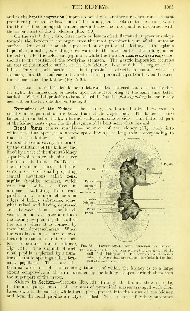 and is the hepatic impression (impressio hepatica); another stretclies from the most prominent point to the lower end of the kidney, and is related to the colon; while the tliird extends along the inner margin, below the hihis, and is in contact with the second part of the duodenum (Fig. 730). On the left hidney, also, three more or less marked, flattened impressions slope towards the borders of the organ from the most prominent part of the anterior surface. One of these, on the upper and outer part of the kidney, is the splenic impression; another, extending downwards to tlie lower end of the kidney, is for the colon, or for the colon and jejunum ; while the third, or impressio gastrica, corre- sponds to the position of the overlying stomach. The gastric impression occupies an area of the anterior surface of the left kidney, above and in the region of the hilus. Only a small portion of this impression is directlj' in contact with the stomach, since the pancreas and a part of the suprarenal capsule intervene between the stomach and the kidney (Fig. 730). It is common to find the left kidney tliicker and less flattened antero-posteriorlj than the right, the impressions, or facets, upon its surface being at the same time better marked. Witli this is probably to be associated the fact that Jfoatinc/ kidnei/ is more rarely met with on the left side than on the right. Papilla Papilla Extremities of the Kidney.—The kidney, fixed and hardened in situ, is usually more pointed at its loiver than at its upper end. The latter is more flattened from before backwards, and wider from side to side. This flattened part of the kidney rests upon the diaphragm, and is bent somewhat forward. Renal Sinus (sinus renalis).—The sinus of the kidney (Fig. 731), into wliich the hilus opens, is a narrow space, having its long axis corresponding to that of the kidney. The thick walls of the sinus cavity are formed by the substance of the kidney, and lined by a part of the fibrous kidney capsule which enters the sinus over the lips of the hilus. The iioor of the sinus is not smootli, but pre- sents a series of small projecting conical elevations called renal papillae (papillae renales), which vary from twelve to' fifteen in number. Eadiating from each 'papilla are a numl^er of bars or ridges of kidney substance, some- what raised, and having depressed areas between them. The Idood- vessels and nerves enter and leave the kidney by piercing the wall of the sinus where it is formed Ijy these little depressed areas. When the vessels and nerves are removed these depressions present a cribri- •form appearance (arete cril^rosaj. Fig. 731). The summit of each renal papilla is pierced l)y a num- ber of minute openings called fora- mina papillaria. Tliese are the terminal apertures of the secreting tubules, of which the kidney is to a large extent composed, and tlie urine secreted l»y tlie kidney escapes thrdtigh them into the upper part of the ureter. Kidney in Section.—Sections (Fig. 731) through the kidney show it to be, for the most part, composed of a number of pyramidal masses arranged with their Ijases towards the surface, while their apices project into the sinus of tlie kidney ami form the renal papilkie already descriljed. Tliese masses of kidney suljstance Cortex Column of Berlin Papilla Pyramid FlO. 731.—LlJNGITUDINAL SECTION THROUGH THE KlDNEY. The vessels and fat have been removed to give a view of the wall of the kidney sinus. The points where the vessels enter the kidney sinus are seen as little holes in tlie sinus wall at (( and elsewhere.