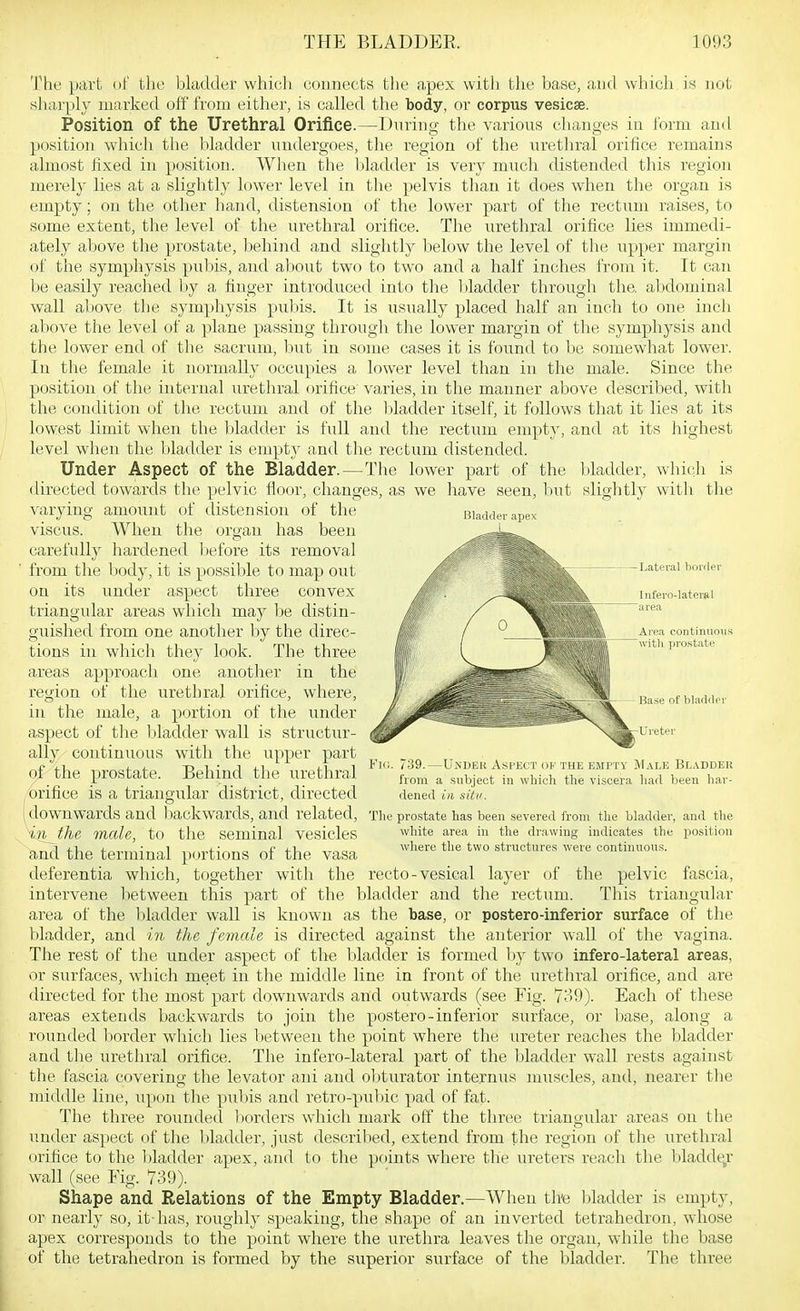 -During the various changes in form and The part of the bladder which connects the apex witli the base, a,nd which is not sharply marked off from either, is called the body, or corpus vesicae. Position of the Urethral Orifice. position which the bladder undergoes, the region of the uretliral orifice remains almost fixed in position. When the l)ladder is verj' much distended this region merely lies at a slightly lower level in the pelvis than it does when the organ is empty; on the other hand, distension of the lower part of the rectum raises, to some extent, the level of the urethral orifice. The urethral orifice lies immedi- ately above the prostate, behind and slightly below the level of the upper margin of the symphysis pul)is, and about two to two and a half inches from it. It can be easily readied by a finger introduced into the 1 ladder through the. alxloniinal wall above the symphysis pubis. It is usually placed half an inch to one inch above the level of a plane passing through the lower margin of the symphysis and the lower end of tlie sacrum, but in some cases it is found to be somewhat lower. In the female it normally occupies a lower level than in the male. Since the position of the internal urethral orifice varies, in the manner above described, with the condition of the rectum and of the bladder itself, it follows that it lies at its lowest limit when the bladder is full and the rectum empty, and at its liighest level when the bladder is empty and the rectum distended. Under Aspect of the Bladder.—The lower part of the bladder, whitli is directed towards the pelvic floor, changes, as we have seen, but sliglitly with the varying amount of distension of the bi; - ■ ;x- viscus. When the organ has been ^ ' * carefully hardened before its removal ' ' from the body, it is possible to map out on its under aspect three convex triangular areas which may be distin- guished from one anotlier by the direc- tions in which they look. The three areas approach one another in the region of the urethral orifice, where, in the male, a portion of the under aspect of the liladder wall is structur- ally continuous with the upper part of the prostate. Behind the urethral orifice is a triangular district, directed downwards and l )ackwards, and related, iri^the male, to the seminal vesicles and the terminal portions of the vasa deferentia which, together with the recto-vesical layer of the pelvic fascia, intervene lietween this part of the bladder and the rectum. This triangular area of the bladder wall is known as the base, or postero-inferior surface of the bladder, and iyi the female is directed against the anterior wall of the vagina. The rest of the under aspect of the liladder is formed by two infero-lateral areas, or surfaces, which meet in the middle line in front of the urethral orifice, and are directed for the most part downwards and outwards (see Fig. 739). Each of these areas extends backwards to join the postero-inferior surface, or base, along a rounded border which lies between the point where the ureter reaches the bladder and the urethral orifice. The infero-lateral part of the bladder wall rests against the fascia covering the levator ani and oliturator internus muscles, and, nearer the middle line, upon the puliis and retro-pul)ic pad of fat. The three rounded liorders which mark off the three triangular areas on the under aspect of the bladder, just described, extend from the region of the urethral orifice to the bladder apex, and to the points where the ureters reach the liladdt^r wall (see Fig. 739). Shape and Relations of the Empty Bladder.—When th'e l)ladder is empty, or nearly so, it-has, roughly spealving, tlie shape of an inverted tetrahedron, whose apex corresponds to the point where the urethra leaves the organ, while the base of the tetrahedron is formed by the superior surface of the bladder. The three -Lateral border Infero-Iatcrsl area Area continuous with prostate Base of bladder Ureter Fk!. 739.—Under Aspect of the empty Male Bladder from a subject in which the viscera liad been liav- flened in situ. The prcstate has been severeil from the bladder, and the wliite area in the drawing indicates the position wliere the two structures were continuous.