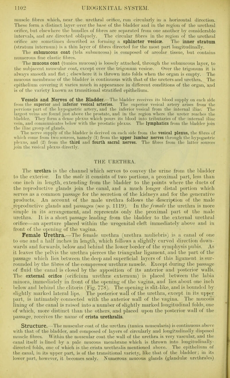 muscle fibres which, near the urethral orifice, ruu circularly iu a horizontal direction. These form a distinct layer over the base of the bladder and iu the region of the urethral orifice, but elsewhere the bundles of fibres are separated from one another by considerable intervals, and are directed obliquely. The circular fibres in the region of the urethral orifice are sometimes described as forming a sphincter vesicae. The inner stratum (stratum internum) is a thin layer of fibres directed for the most part longitudinally. The submucous coat (tela submucosa) is composed of areolar tissue, Init contains numerous fine clastic fibres. The mucous coat (tunica mucosa) is loosely attached, through the submucous layei', to the subjacent nuiscular coat, except over the trigonum vesica;. Over the trigonum it is always smooth and flat; elsewhere it is thrown into folds when the organ is empty. The mucous membrane of the bladder is continuous with that of the ureters and urethra. The epithelium covering it varies much in appearance in different conditions of the organ, and is of the variety known as transitional stratified epithelium. Vessels and Nerves of the Bladder.—Tlie bladder receives it.s Ijlood sujjply on each side tVom the superior and inferior vesical arteries. The sujierior vesical artery arises from the pervious part of tlie hypogastric ai'tery, and the inferior vesical from the internal iliac. The largest veins are found just above the prostate, and iu the region where the ureter reaches the Ijladder. They form a dense plexus which poiu's its blood into tributaries of the internal iliac vein, and comnuniicates below witli the prostatic plexus. The lymphatics from the Ijladder join the iliac group of glands. The nerve suppl}' of the bladder is derived on each side from the vesical plexus, the fibres of which come from two sources, iiamely (1) from the upper lumbar nerves through the hy])ogastric plexus, and (2) from the third and fourth sacral nerves. The fibres from the latter souri'es join the vesical plexus directly. THE URETHRA. The urethra is the channel which serves to convey tlie urine from the bliulder to the exterior. In the male it consists of two portions, a proximal part, less than one inch iu length, extending from the bladder to the points where the ducts of the reproductive glands join the canal, and a much longer distal portion whicli serves as a common passage for the secretion of the kidneys and for the generative products. An account of the male urethra follows the description of the male reproductive glands and passages (see p. 1119). In the female the uretlira is more simple in its arrangement, and represents only the proximal part of the male uretlira. It is a short passage leatling from the bladder to the external urethral orifice—an aperture placed within the urogenital cleft immediately above and in front of the opening of the vagiiui. Female Urethra.—The female urethra (urethra niuliebris) is a canal of one to one and a half inches in length, which follows a slightly curved direction down- wards and forwards, l)elow aiul behind the lower Ijorder of the symphysis pubis. As it leaves the pelvis the urethra pierces the triangular ligament, and the part of the passage which lies between the deep and superficial layers of this ligament is sur- rounded by the fibres of the compressor urethrcB muscle. Except during the passage of fluid tlie canal is closed by the apposition of its anterior and pt)Sterior walls. The external orifice (orificium urethra; externum) is placed between the labia minora, immediately iu front of the opening of the vagina, and lies about one inch below and behind the clitoris (Fig. 778). The opening is slit-like, and is bounded by slightly marked lateral lips. The posterior wall of the uretlira, except in its upper part, is intimately connected with the anterior wall of the vagina. The mucotis lining of the canal is raised into a number of slight!}' marked longitudinal folds, one of which, more distinct tlian the others, and placed upon the ])()Sterior wall of the passage, receives the name of crista urethralis. Structure.—The muscular coat of the urethra (tunica nmscularis) is continuous above with that of the bladder, and composed of layers of circularly and longitudinally disposed muscle fibres. Within the nuiscular coat the wall of the urethra is very vascular, and the canal itself is lined by a pale mucous membrane which is thrown into longitudinally- directed folds, one of which is the crista urethralis mentioned above. The epithelium of the canal, in its upper part, is of the transitional variety, like that of the l)ladder; in its lower part, however, it becomes scaly. Numerous mucous glands (glandulsc urethrales)