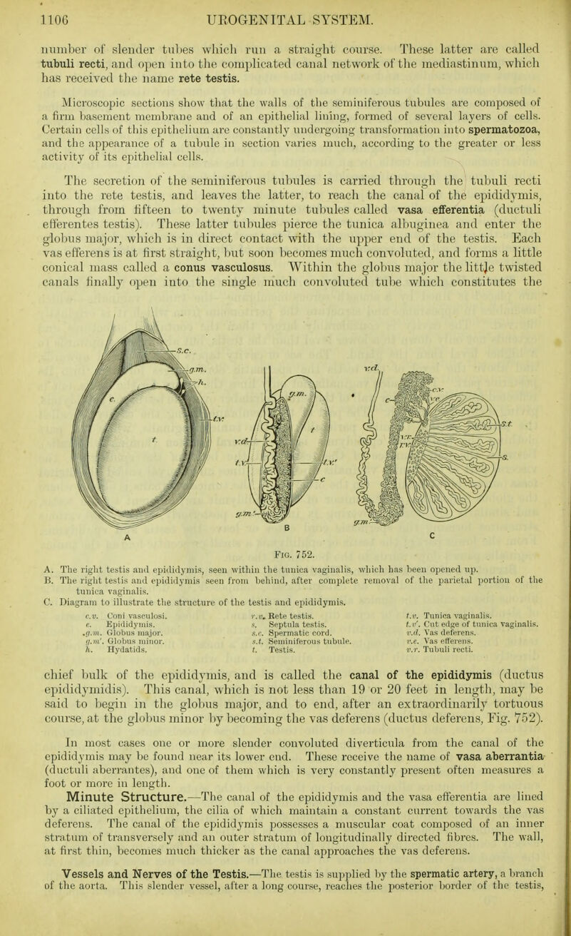 luiniber of slender tul)es which run a straight course. These latter are called tubuli recti, and open into the complicated canal network of the mediastinum, which has received tlie name rete testis. Microscopic sections show that the walls of the seminiferous tubules are composed of a firm basement membrane and of an epithelial lining, formed of several layers of cells. Certain cells of this epithelium are constantly undergoing transformation into spermatozoa, and the appearance of a tul)ule in section varies much, according to the greater or less activity of its epithelial cells. The secretion of the seminiferous tubules is carried through the tubuli recti into the rete testis, and leaves the latter, to reach the canal of the epididj-mis, through from fifteen to twenty minute tul)ules called vasa eflferentia (ductuli efferentes testis). These latter tubules pierce the tunica albuginea and enter the globus major, which is in direct contact with the upper end of the testis. Each vas efferens is at first straight, but soon becomes much convoluted, and forms a little conical mass called a conus vasculosus. Witliin the globiis major the littje twisted canals finally open into the single much convoluted tube which constitutes the Fig. 752. A. The right testis and epididymis, seen within the tunica vaginalis, which ha.s been opened np. B. The riglit testis and epididymis seen from behind, after complete removal of tlie parietal portion of the tunica vaginalis. C. Diagram to illustrate the .structure of tlie testis and epididymis. e.v. Coni vasculosi. r.v. Rete testis. I.v. Tunica vaginalis. (!. Epididymis. s. Septula testis. Cut edge of tunica vaginalis. .(j.m. Globus major. s.r. Spermatic cord. r.d. Vas deferens. ij.m'. Globus minor. s.t. Seminiferous tubule. v.e. Vas efferens. )i. Hydatids. t. Testis. v.r. Tubuli recti. chief bulk of the epididymis, and is called the canal of the epididymis (ductus epididymidis). This canal, which is not less than 19 or 20 feet in length, may be said to begin in the globus major, and to end, after an extraordinarily tortuous coiirse, at the globus minor by becoming the vas deferens (ductus deferens, Eig. 752). In most cases one or more slender convoluted diverticula from the canal of tlie epididymis may be found near its lower end. These receive the name of vasa aberrantia (ductuh aberrantes), and one of them which is very constantly present often measures a foot or more in length. Minute Structure.—The canal of the epididymis and the vasa efferentia are lined by a cibated epithelium, the cilia of which maintain a constant current towards the vas deferens. The canal of the epididymis possesses a muscular coat composed of an inner sti'atinn of transversely and an outer stratum of longitudinally directed fibres. The wall, at first tlun, becomes much thicker as the canal approaches the vas deferens. Vessels and Nerves of the Testis.—The testis is supplied by the spermatic artery, a branch of the aorta. Tlii.s slender vessel, after a long course, reaches the jiosterior border of the testis,