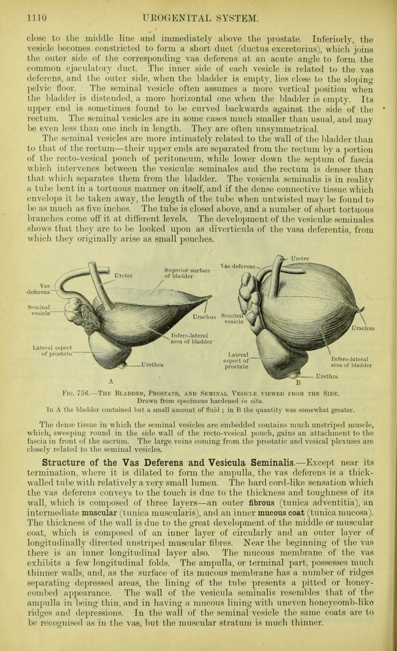 close to the middle line aud immediately above the prostate. Inferioily, the vesicle l)ecomes constricted to form a short duct (ductus excretorius), which joins the outer side of the corresponding vas deferens at an acute angle to form the common ejaculatory duct. The inner side of each vesicle is related to the vas deferens, and the outer side, when the bladder is empty, lies close to the sloping pelvic floor. The seminal vesicle often assumes a more vertical position wlien the bladder is distended, a more horizontal one when the l)ladder is empty. Its upper end is sometimes found to be curved backwards against the side of the rectum. The seminal vesicles are in some cases much smaller than usual, and may be even less than one inch in length. They are often unsymmetrical. The seminal vesicles are more intimately related to the wall of the l)ladder than to that of the rectum—their upper ends are separated from the rectum Ijy a portion of the recto-vesical pouch of peritoneum, while lower down the septum of fascia which intervenes between the vesiculce seminales and the rectum is denser than that which separates them from the bladder. The vesicula seminalis is in reality a tul)e bent in a tortuous manner on itself, and if the dense connective tissue which envelops it be taken away, the length of the tube when untwisted may be found to be as much as five inches. The tube is closed above, and a number of short tortuous branches come off it at different levels. The development of the vesiculse seminales shows that they are to be looked upon as diverticula of the vasa deferentia, from which they originally arise as small pouches. Fig. 756.—The Bl.\dder, Prostate, and Seminal Vesicle viewed from the Side. Drawn from specimens hardened in situ. In A the bladder contained l)ut a small amount of fluid ; in B the quantity was .somewhat greater. The dense tissue in wliicli the seminal vesicles are embedded contains much unstriped muscle, which, sweeping round in the side wall of the recto-vesical pouch, gains an attachment to the fascia in front of the sacrum. Tlie large veins coming from the prostatic and vesical plexuses are closely related to the seminal vesicles. Structure of the Vas Deferens and Vesicula Seminalis.—Except near its termination, where it is dilated to form the ampulla, tlie vas deferens is a thick- walled tube with relatively a very small lumen. The hard cord-like sensation which the vas deferens conveys to the touch is due to the thickness and toughness of its wall, which is composed of three layers—an outer fibrous (tunica adventitia), an intermediate muscular (tunica muscularis), and an inner mucous coat (tunica mucosa). The thickness of the wall is due to the great development of the middle or muscular coat, which is composed of an inner layer of circularly and an outer layer of longitudinally directed unstriped muscular fibres. Near the beginning of the vas there is an inner longitudinal layer also. The mucous membrane of the vas exhibits a few longitudinal folds. The ampulla, or terminal part, possesses much thinner waUs, and, as the surface of its mucous membrane has a number of ridges separating depressed areas, the lining of the tube presents a pitted or honey- combed appearance. The wall of the vesicula seminalis resembles that of the ampulla in l)eing thin, and in having a mucous lining with uneven honeycomb-liko ridges and depressions. In the wall of the seminal vesicle the same coats are to be recognised as in the vas, but the muscular stratum is much thinner.