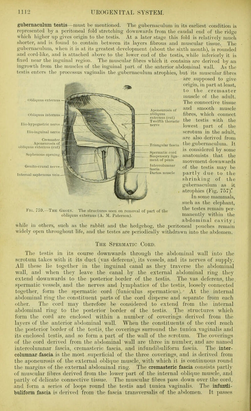 gubernaculum testis—must be mentioned. The guberuaculum iu its earliest condition is represented by a peritoneal fold stretching downwards from the caudal end of the ridge which higher up gives origin to the testis. At a later stage this fold is relatively much shorter, and is found to contain between its layers fibrous and muscular tissue. The gubernaculum, when it is at its greatest development (about the sixth month), is rounded and cord-like, and is attached above to the lower end of the testis, while inferiorly it is fixed near the inguinal region. The muscular fibres which it contains are derived by an ingrowth from the muscles of the inguinal part of the anterior abdominal wall. As the testis enters the processus vaginalis the gubernaculum atrophies, but its muscular fibres .are supposed to give origin, in part at least, to the cremaster muscle of the adult. The connective tissue and smooth muscle fibres, which connect the testis with the lowest part of the scrotum in the adult, are also derived from the gubernaculum. It is considered by some anatomists that the movement downwards of the testis may be partly due to the shrinking of the gubernaculum as i-t atrophies (Fig. 757).' In some mammals, such as the elephant, the testes remain per- manently within the abdominal cavity; while in others, such as the rabbit and the hedgehog, the peritoneal pouches i-ema'in widely open throughout life, and the testes are periodically withdrawn into the abdomen. ()l)li(i\iii.s extpi niis < Ibliiiuus internus llio-liypogastric nerve llio-inguinal nerve Cremaster Aponeurosis ol)lii|Uus exteruMs (<• Saplienous open; Genito-crural m i \ Internal saphenous vein — .Ajjoneurosis of obliquus extei'iins (cut) Twelfth tiioracic nerve Triaiinular laseia Si>erinatie coril Suspensory liga- ment of penis liitercoluinnar fascia Uartos muscle Jl>9.—The Ghoin. The structures seen on removal of part ol' tli obliquus exteriius (A. M. Patersou). The Spermatic Cord. The testis in its course downwards through the abdominal wall into tlie scrotum takes with it its duct (vas deferens), its vessels, and its nerves of supply. All these lie together in the inguinal canal as they traverse the abdominal wall, and when they leave the canal by the external abdominal ring they extend downwards to the posterior Ijorder of the testis. The vas deferens, the spermatic vessels, and the nerves and lymphatics of the testis, loosely connected together, form the spermatic cord (funiculus spermaticus). ' At the internal abdominal ring the constituent parts of the cord disperse and separate from each other. The cord may therefore be considered to extend from the internal abdominal ring to the posterior border of the testis. The structures whicli form the cord are enclosed within a number of coverings derived from the layers of the anterior abdominal wall. When the constituents of the cord reach the posterior border of the testis, the coverings surround the tunica vaginalis and its enclosed testis, and so form a part of the wall of the scrotum. The coverings of the cord derived from the abdominal wall are three in number, and are named intercolumnar fascia, cremasteric fascia, and infundil)uliform fo,scia. The inter- columnar fascia is the most superficial of tlie three coverings, and is derived from the aponeurosis of the external olilique muscle, with which it is continuous round the margins of the external alidominal ring. The cremasteric fascia consists partly of muscular libres derived from the lower part of the internal oblique muscle, and partly of delicate connective tissue. The muscular fibres pass down over the cord, and form a series of loops round the testis and tunica vaginalis. The infumdi- ■buliform fascia is derived from the fascia transversalis nf the abdomen. It passes