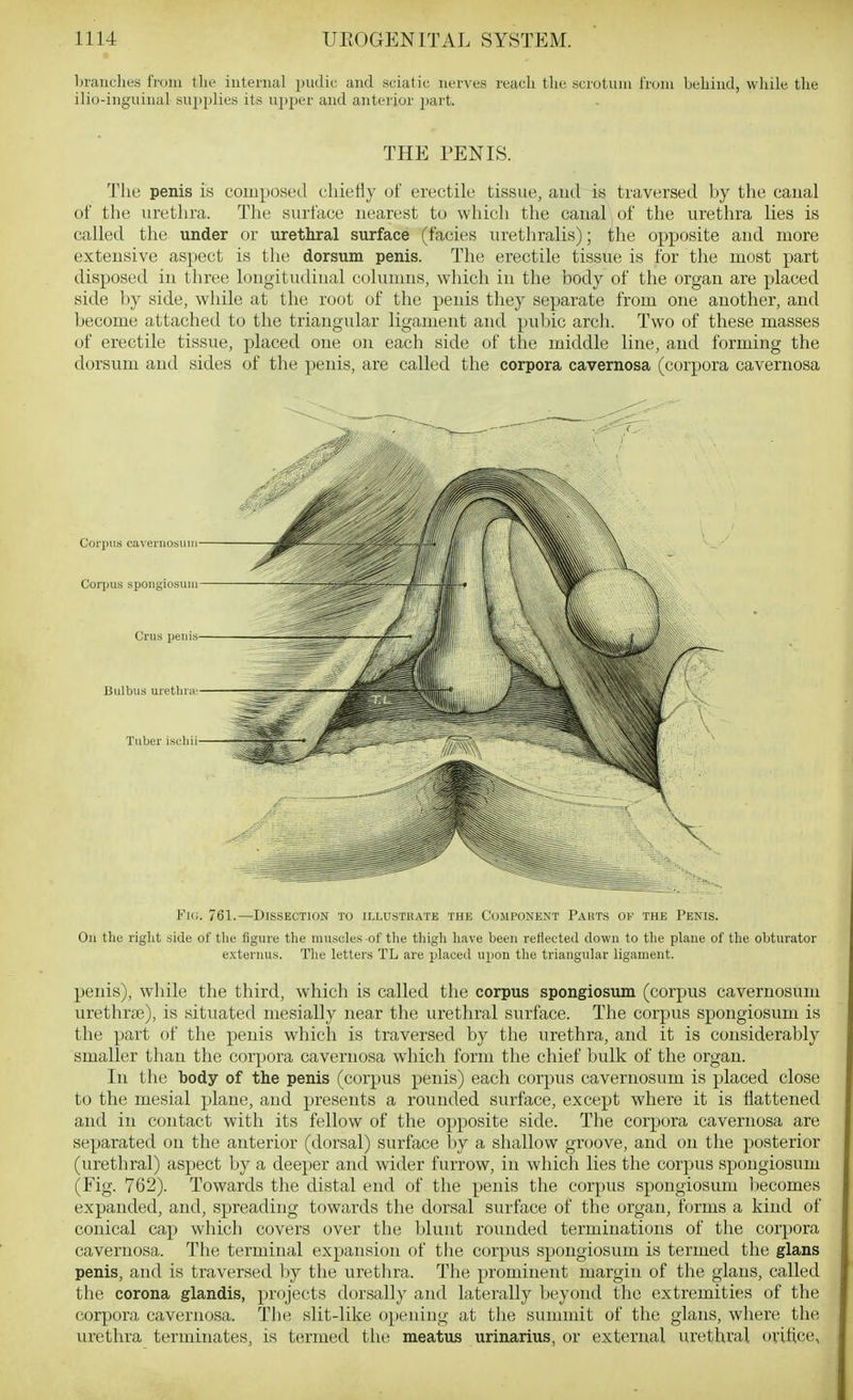 branches from the internal inidic and sciatic nerves reach the scrotum from behind, wliile the ilio-inguinal su^jplies its upper and anterior part. THE PENIS. The penis is composed chiefly of erectile tissue, aud is traversed by the canal of the urethra. The surface nearest to which the canal of the urethra lies is called the under or urethral surface (facies urethralis); the opposite and more extensive aspect is the dorsum penis. The erectile tissue is for the most part disposed in three longitudinal cohmms, which in the body of the organ are placed side by side, while at the root of the penis they separate from one another, and become attached to the triangular ligament and pubic arch. Two of these masses of erectile tissue, placed one on each side of the middle line, and forming the dorsum and sides of the penis, are called the corpora cavernosa (corpora cavernosa Corpus ca\ernosuiii- Corpus spongiosum Crus ireiiis- ISulbus uretbr;i - Tuber iscliii- Fii:. 761.—Dissection to illustrate the Component Pahts op the Penis. On the right .side of the figure the muscles of the thigh have been reflected down to the plane of the obturator e.xternus. The letters TL are placed upon tlie trianguhir ligament. penis), while the third, which is called the corpus spongiosum (corpus cavernosum urethrte), is situated mesially near the urethral surface. The corpus spongiosum is the part of the penis which is traversed by the urethra, and it is considerably smaller than the corpora cavernosa which form the chief bulk of the organ. In the body of the penis (corpus penis) each corpus cavernosum is placed close to the mesial plane, aud presents a rounded surface, except where it is flattened and in contact with its fellow of the opposite side. The corpora cavernosa are separated on the anterior (dorsal) surface by a shallow groove, and on the posterior (urethral) aspect by a deeper and wider furrow, in which lies the corpus spongiosum (Fig. 762). Towards the distal end of the penis the corpus spongiosum becomes expanded, and, spreading towards the dorsal surface of the organ, forms a kind of conical cap which covers over tlie blunt rouuded terminations of the corpora cavernosa. The terminal expansion of the corpus spongiosum is termed the glans penis, and is traversed by the urethra. The prominent margin of the glans, called the corona glandis, projects dorsally and laterally beyond the extremities of the corpora cavernosa. The slit-like opening at the summit of the glans, where the urethra terminates, is termed the meatus urinarius, or external urethral ovitice.