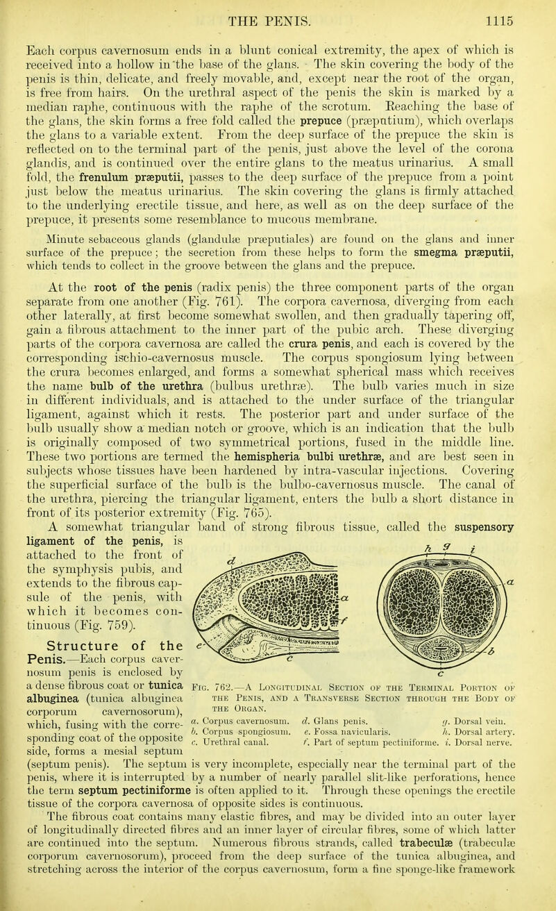 Each corpus cavernosuni ends in a blunt conical extremity, the apex of which is received into a hollow in the Imse of the glans. The skin covering the body of the penis is thin, delicate, and freely movable, and, except near the root of the organ, is free from hairs. On the urethral aspect of the penis the skin is marked by a median raphe, continuous with the raphe of the scrotum. Eeaching the base of the glans, the skin forms a free fold called the prepuce (prseputium), which overlaps the glans to a variable extent. From the deep surface of the prepuce the skin is reflected on to the terminal part of the penis, just above the level of the corona glandis, and is continued over the entire glans to the meatus urinarius. A small fold, the frenulum prseputii, passes to the deep surface of the prepuce from a point just below the meatus urinarius. The skin covering the glans is hrmly attached to the underlying erectile tissue, and here, as well as on the deep surface of the prepuce, it presents some resemblance to mucous membrane. Minute sebaceous glands (glandulte prseputiales) are found on the glaus and inner surface of the prepuce; the secretion from these helps to form the smegma prseputii, which tends to collect in the groove between the glans and the prepuce. At the root of the penis (radix penis) the three component parts of the organ separate from one another (Fig. 761). The corpora cavernosa, diverging from each other laterally, at first become somewhat swollen, and then gradually tapering off, gain a fibrous attachment to the inner part of the pubic arch. These diverging parts of the corpora cavernosa are called the crura penis, and each is covered by the corresponding ischio-cavernosus muscle. The corpus spongiosum lying between the crura becomes enlarged, and forms a somewhat spherical mass which receives the name bulb of the urethra (bulbus urethrse). The bulb varies much in size in different individuals, and is attached to the under surface of the triangular ligament, against which it rests. The posterior part and under surface of the bulb usually show a median notch or groove, which is an indication that the ljulb is originally composed of two symmetrical portions, fused in the middle line. These two portions are termed the hemispheria bulbi urethrse, and are best seen in subjects whose tissues have been hardened by intra-vascular injections. Covering the superficial surface of the bulb is the bulbo-cavernosus muscle. The canal of the urethra, piercing the triangular ligament, enters the bulb a short distance in front of its posterior extremity (Fig. 765). A somewhat triangular band of strong fibrous tissue, called the suspensory ligament of the penis, is attached to the front of the symphysis pubis, and extends to the fibrous cap- sule of the penis, with which it becomes con- tinuous (Fig. 759). Structure of the Penis.—Each corpus caver- nosum penis is encloaed by a dense fibrous coat or tunica albuginea (tunica albuginea corporum cavernosorum), which, fusing with the corre- sponding coat of tlie opposite side, forms a mesial septum (septum penis). The septum is very incomplete, especially near the tei-minal part of the penis, where it is interrupted by a number of nearly parallel slit-like perforations, hence the term septum pectiniforme is often applied to it. Through these openings the erectile tissue of the corpora cavernosa of opjjosite sides is continuous. The fibrous coat contains many elastic fibres, and may be divided into an outer layer of longitudinally directed fibres and an inner layer of circular fibres, some of which latter are continued into the septum. Numerous fibrous strands, called trabeculae (trabeculae corporum cavernosorum), proceed from tlie deep surface of the tunica albuginea, and stretching across tlie interior of the corpus cavernosum, form a fine sponge-like framework Fig. 762.—A Longitudinal Section of the Terminal Poktion of THE Penis, and a Tkansverse Section thuouuh the Body of the Organ. d. Glans peuis. </. Dorsal veiu. e. Fossa uavieularis. h. Dorsal artery. f. Part of septum pectiniforme. i. Dorsal uerve. a. Corpus caveruosum. h. Corpus spongiosum. c. Urethral canal.