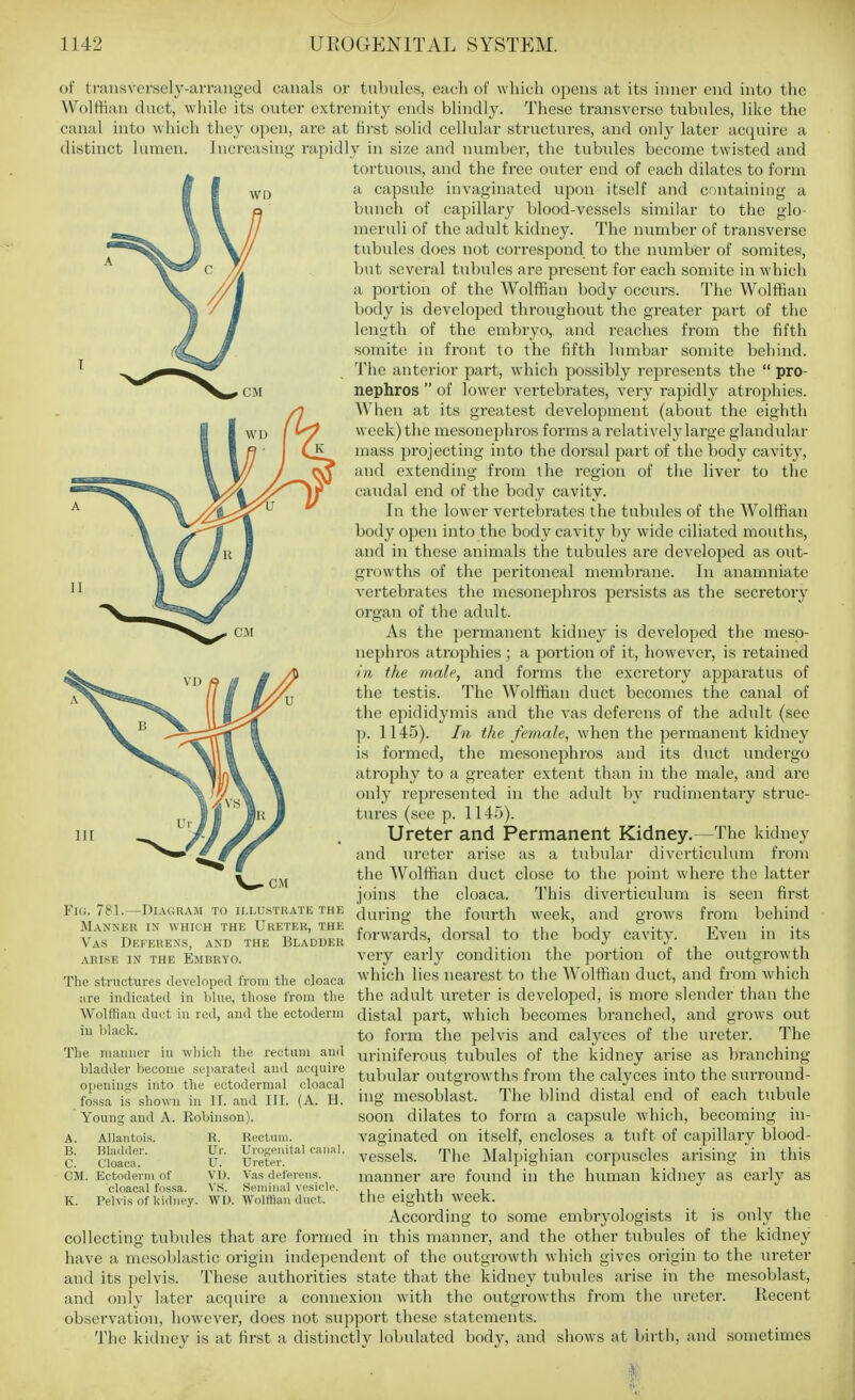 of transversely-arranged canals or tubules, each of which opens at its inner end into the Wolffian duct, while its outer extremity ends blindly. These transverse tubules, like the canal into which they open, are at first solid cellular structures, and only later acquire a distinct lumen. Increasing rapidly in size and number, the tubules become twisted and tortuous, and the free outer end of each dilates to form a capsule invaginated upon itself and containing a bunch of capillary blood-vessels similar to the glo- meruli of the adult kidney. The number of transverse tubules does not correspond to the number of somites, but several tubules are present for each somite in which a portion of the Wolffian body occurs. The Wolffian body is developed throughout the greater part of the length of the embryo, and reaches from the fifth somite in front to the fifth lumbar somite behind. 'I'hc anterior part, which possibly represents the  pro- nephros  of lower vertebrates, very rapidly atrophies. When at its greatest development (about the eighth week) the mesonephros forms a relatively large glandular mass projecting into the dorsal part of the body cavity, and extending from the region of the liver to the caudal end of the body cavity. In the lower vertebrates the tubules of the Wolffian body open into the body cavity by wide ciliated mouths, and in these animals the tubules are developed as out- growths of the peritoneal membrane. In anamniate vertebrates the mesonephros persists as the secretory organ of the adult. As the permanent kidney is developed the meso- nephros atrophies ; a portion of it, however, is retained ill the male, and forms the excretory apparatus of the testis. The Wolffian duct becomes the canal of the epididymis and the vas deferens of the adult (see p. 114.5). In the female^ when the permanent kidney is formed, the mesonephros and its duct tmdergo atrophy to a greater extent than in the male, and are only represented in the adult by rudimentary struc- ttires (see p. 114.5). Ureter and Permanent Kidney.—The kidney and ureter arise as a tubular divertictiliun from the Wolffian duct close to the point where the latter joins the cloaca. This diverticulum is seen first during the fourth week, and grows from behind forwards, dorsal to the body cavity. Even in its very early condition the portion of the outgrowth which lies nearest to the Wolffian duct, and from which the adult ureter is developed, is more slender than the distal part, which becomes branched, and grows out to form the pelvis and calyces of the ureter. The tn-iniferous tubules of the kidney arise as branching tubular outgrowths from the calyces into the surround- ing mesoblast. The blind distal end of each tubule soon dilates to form a capsule which, becoming in- vaginated on itself, encloses a tuft of capillary blood- vessels. The jNIalpighian corpuscles arising in this manner are found in the human kidney as early as the eighth week. According to some embryologists it is only the collecting tubules that are formed in this manner, and the other tvibules of the kidney have a mesoblastic origin independent of the outgrowth which gives origin to the ureter and its pelvis. These authorities state that the kidney tubules arise in the mesoblast, and only later acquire a connexion with the outgrowths from the ureter. Recent observation, however, does not support these statements. The kidney is at first a distinctly lobulated body, and shows at birth, and sometimes Fic. 781.—Diagram to illusthate the Manxeu in which the Ureteu, the Vas Deferens, and the Bladder arise in the Embryo. The structures developed from the cloaca lire indicated in blue, those from the Wolffian duet in red, and the ectoderm in black. The manner in which the rectum ami bladder become separated and acquire openings into the ectodermal cloacal fossa is shown in II. and III. (A. H. Young and A. Robinson). A. B. C. CM. K. Allantois. Bladder. Cloaca. Ectoderm of cloacal fiissa. Pelvis of kidney. R. Ur. U. VD. vs. Rectum. Urogenital canal. Ureter. Vas deferens. Seminal vesicle. WU. Wolffian duct.