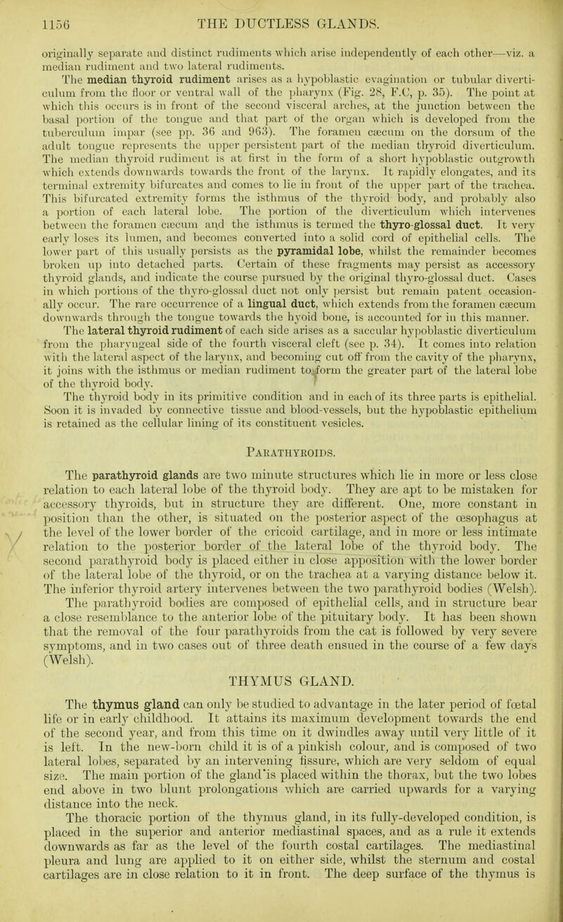 originally separate and distinct rudiments which arise independently of each other—viz. a median rudiment and two lateral rudiinents. The median thyroid rudiment arises as a liypoblastic evagination or tubular diverti- culum from the floor or ventral wall of the piiarynx (Fig. 28, F.C, p. 35). The point at which tliis occurs is in front of the second visceral arches, at the junction between the basal portion of the tongue and that part of the organ which is developed from the tuberculum impar (see pp. 36 and 963). The foramen caecum on the dorsum of the adult tongue represents the upper persistent part of the median thyroid diverticulum. The median thyroid rudiment is at first in the form of a short hypoblastic outgrowth which extends downwards towards the front of the larynx. It rapidly elongates, and its terminal extremity bifurcates and comes to lie in front of tlie upper ])art of the trachea. This bifurcated extremity forms the isthmus of the thyroid body, and probably also a jJortion of each lateral lobe. The portion of the diverticulum which intervenes between the foramen cajcum and the isthmus is termed the thyro-glossal duct. It very early loses its lumen, and becomes converted into a solid cord of epithelial cells. The lower part of this usually persists as the pyramidal lobe, whilst the remainder becomes broken up into detached parts. Certain of these fragments may persist as accessory thyroid glands, and indicate the course pursued by the original thyro-glossal duct. Cases in which jjortions of the thj'ro-glossal duct not only persist but remain patent occasion- ally occur. The rare occurrence of a lingual duct, which extends from the foramen csecum downwards through the tongue towards tiie hyoid bone, is accounted for in this manner. The lateral thyroid rudiment of each side arises as a saccular hypoblastic diverticulum from the pharyngeal side of the fourth visceral cleft (see p. 34). It comes into relation with the lateral aspect of the larynx, and becoming cut oft' from the cavity of the pharynx, it joins with the isthmus or median rudiment toiform the greater part of the lateral lobe of the thyroid body. The thyroid body in its primitive condition and in each of its three parts is epithelial. Soon it is invaded by connective tissue and blood-vessels, but the hypoblastic epithelium is retained as the cellular lining of its constituent vesicles. Parathyroids. The parathyroid glands are two minute structures which lie iu more or less close relation to each lateral lobe of the thyroid body. They are apt to be mistaken for accessrjry thyroids, but in structure they are different. One, more constant in position than the other, is situated on the posterior aspect of the oesophagus at the level of the lower border of the cricoid cartilage, and in more or less intimate relation to the posterior border of the lateral lobe of the thyroid body. The second parathyroid body is placed either in close apposition with the lower border of the lateral lobe of the thyroid, or on the trachea at a varying distance below it. The inferior thyroid artery intervenes between the two parathyroid bodies (Welsh). The parathyroid bodies are composed of epithelial cells, and in structure bear a close resemblance to the anterior lobe of the pituitary body. It has been shown that the removal of the four parathyroids from the cat is followed by very severe symptoms, and in two cases out of three death ensued in the course of a few days (Welsh). THYMUS GLAND. The thymus gland can only be studied to advantage in the later period of foetal life or in early childhood. It attains its maximum development towards the end of the second year, and from this time on it dwindles away until very little of it is left. In the new-born child it is of a pinkisli colour, and is composed of two lateral lobes, separated by an intervening fissure, which are very seldom of equal size. The main portion of the gland'is placed within the thorax, but the two lobes end above in two blunt prolongations which are carried upwards for a varying distance into the neck. The thoracic portion of the thymus gland, in its fully-developed condition, is placed in the superior and anterior mediastinal spaces, and as a rule it extends downwards as far as the level of the fourth costal cartilages. The mediastinal pleura and lung are applied to it on either side, whilst the sternum and costal cartilages are in close relation to it in front. The deep surface of the thymus is