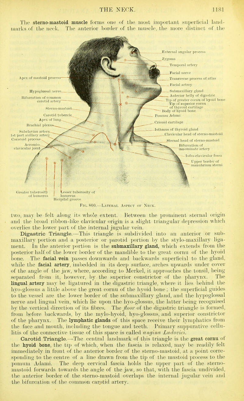 'JMie sterno-mastoid muscle rurms one of tho mast iinportanl supeitici;il laiul- luarks of IIr' neck. 'IMic anterior border of tlu; imiwele, tlie more distinct of tlie Apex of mastoid proces: Hypoglossal nervn. Bifuication of common carotid artery Carotid tubercle. Apex of lung-.. Brachial plexu Subclavian arter^ 1st part axillary artery Coracoid process Acromio-^ clavicular loint External angular process Zygoma Temporal artery Facial ner^■e Transverse process of atlas _ Facial artery . - Submaxillary gland . Anterior belly of iligastric - Tip of greater curnu of hyoid bone Tip of superior cornu of thyroid cartilage Body of hyoid bone Ponium Adami Isthmus of thyroid gland ._Clavicular head of sterno-mastoid ternal head of sterno-mastoid Bifurcation of innominate artery Infra-clavicular fossa Upper border of Wk manubrium stei-ni Greater tuberosity I Lesser tuberosity of of humerus I humerus Bicipital groove Fio. 800.—Lateral Aspect of Neck. two, may be felt along its whole extent. Between the prominent sternal origin and the broad ribbon-like clavicular origin is a slight triangular depression whicli overlies the lower part of the internal jiigular vein. Digastric Triangle.—This triangle is subdivided into an anterior or sub- maxillary portion and a posterior or parotid portion liy the stylo-maxillary liga- ment. In the anteri(»r portion is the submaxillary gland, which extends fixim the posterior half of the lower border of the mandible to the great cornu of the hyoid bone. The facial vein passes downwards and backwards superficial to the gland, while the facial artery, imbedded in its deep surface, arches upwards under cover of the angle of the jaw, where, according to Merkel, it approaches the tonsil, being separated fnim it, however, by the superior constrictor of the pharynx. The lingual artery may be ligatured in the digastric triangle, where it lies behind the hyo-glossus a little above the great cornu of the hyoid bone; the superficial guides to the vessel are the lower border of the submaxillary gland, and the hypoglossal nerve and lingual vein, which lie u])on the hyo-glossus, the latter being recognised by the vertical direction of its fibres. The floor of the digastric triangle is formed, from before backwards, Ijy the mylo-hyoid, hyo-glossus, and superior constrictor of the pharynx. The lymphatic glands of this space receive their lymphatics from the face and mouth, including the tongue and teeth. Primary su])purative cellu- litis of the connective tissue of this space is called angina Ludoviei. Carotid Triangle.—The central landmark of this triangle is the great cornu of the hyoid bone, the tip of which, when the fascia is relaxed, may be readily felt immediately in front of the anterior border of the sterno-mastoid, at a point corre- sponding to the centre of a line drawn from the tip of the mastoid process to the pomum Adami. The deep cervical fascia holds the upper part of the sterno- mastoid forwards towards the angle of the jaw, so that, with the fascia undivided, the anterior border of the sterno-mastoid overlaps the internal jugular x eiii and the bifurcation of the common carotid arterv.