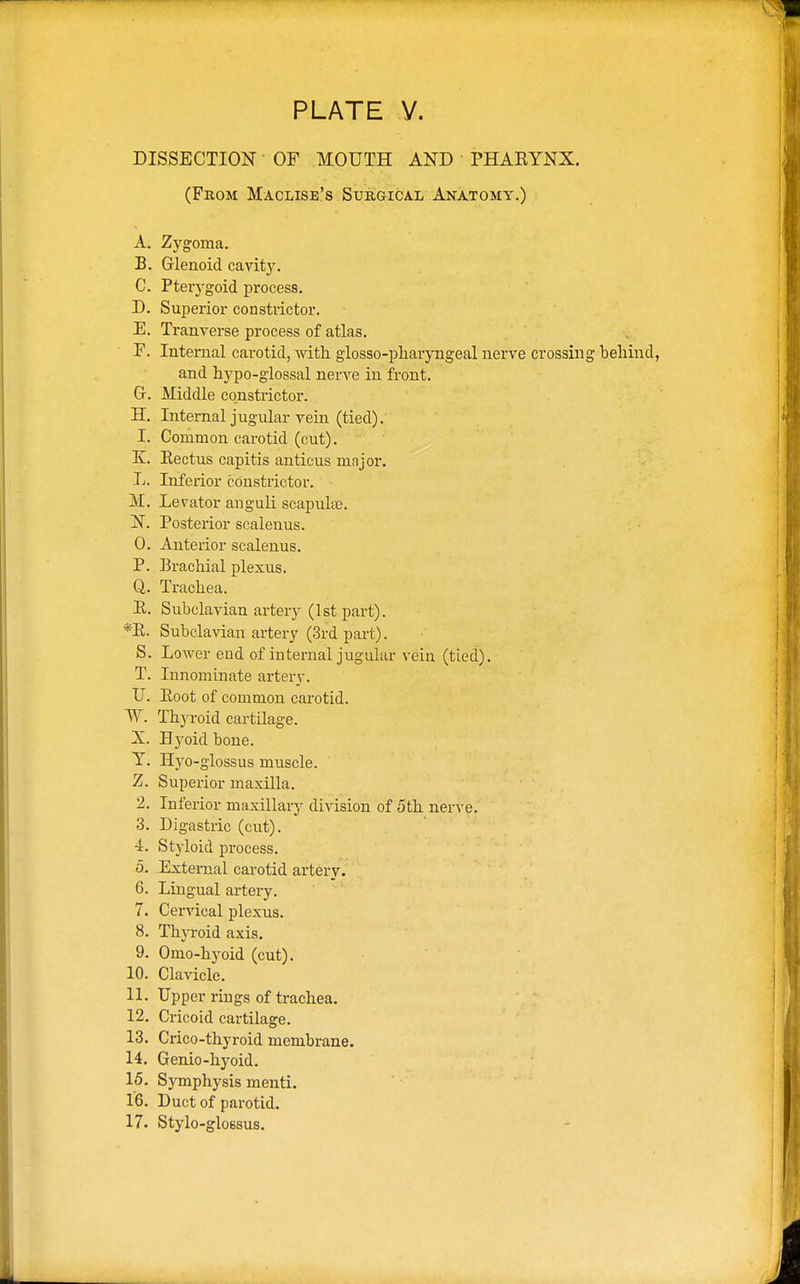 DISSECTION OF MOUTH AND PHAEYNX. (From Maclise's Surgical Anatomy.) A. Zygoma. B. Glenoid cavity. C. Pterygoid process. D. Superior constrictor. E. Tranverse process of atlas. F. Internal carotid, with, glosso-pharyngeal nerve crossing behind, and hypo-glossal nerve in front. G. Middle constrictor. H. Internal jugular vein (tied). 1. Common carotid (cut). X. Pectus capitis anticus mnjor. L. Inferior constrictor. M. Levator anguli scapulae. N. Posterior scalenus. 0. Anterior scalenus. P. Brachial plexus. Q. Trachea. R. Subclavian artery (1st part). *E. Subclavian artery (3rd part). S. Lower end of internal jugular vein (tied). T. Innominate artery. TJ. Eoot of common carotid. ~W. Thyroid cartilage. X. Byoid bone. Y. Hyo-glossus muscle. Z. Superior maxilla. 2. Inferior maxillary division of 5th nerve. 3. Digastric (cut). 4. Styloid process. 5. External carotid artery. 6. Lingual artery. 7. Cervical plexus. 8. Thyroid axis. 9. Omo-hyoid (cut). 10. Clavicle. 11. Upper rings of trachea. 12. Cricoid cartilage. 13. Crico-thyroid membrane. 14. Genio-hyoid. 15. Symphysis menti. 16. Duct of parotid. 17. Stylo-glossus.