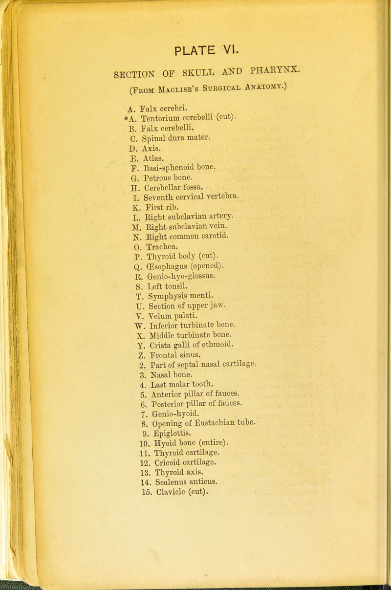 SECTION OF SKULL AND PHARYNX. (Fkom Maclise's Surgical Anatomy.) A. Falx cerebri. *A. Tentorium cerebelli (cut). B. Falx cerebelli. C. Spinal dura mater. D. Axis. E. Atlas. F. Basi-spbenoid bone. G-. Petrous bone. H. Cerebellar fossa. I. Seventh cervical vertebra. K. First rib. L. Bigbt subclavian artery. M. Right subclavian vein. N. Right common carotid. 0. Trachea. P. Thyroid body (cut). Q. (Esophagus (opened). R. Genio-hyo-glossus. S. Left tonsil. T. Symphysis menti. XJ. Section of upper jaw. V. Velum palati. W. Inferior turbinate bone. X. Middle turbinate bone. T. Crista galli of etbmoid. Z. Frontal sinus. 2. Part of septal nasal cartilage. 3. Nasal bone. 4. Last molar tooth. 5. Anterior pillar of fauces. 6. Posterior pillar of fauces. 7. Genio-hyoid. 8. Opening of Eustachian tube. 9. Epiglottis. 10. Hyoid bone (entire). 11. Thyroid cartilage. 12. Cricoid cartilage. 13. Thyroid axis. 14. Scalenus anticus. 15. Clavicle (cut).