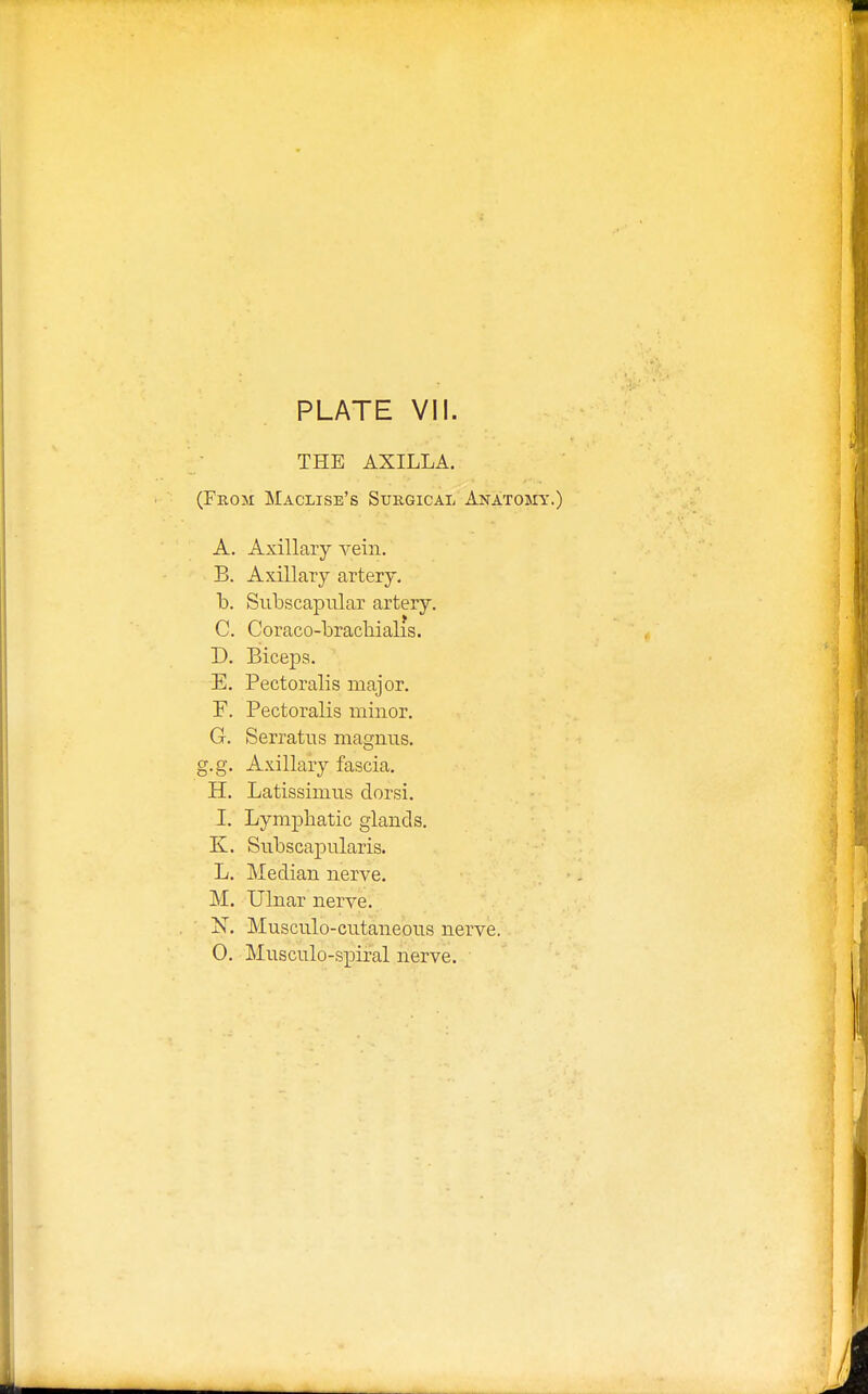 THE AXILLA. (From Maclise's Surgical Anatomy.) A. Axillary vein. B. Axillary artery. b. Subscapular artery. C. Coraco-brackialis. D. Biceps. E. Pectoralis major. F. Pectoralis minor. G. Serratus magnus. g.g. Axillary fascia. H. Latissimus dorsi. I. Lymphatic glands. K. Subscapularis. L. Median nerve. M. Ulnar nerve. N. Musculo-cutaneous nerve. 0. Musculo-spiral nerve.