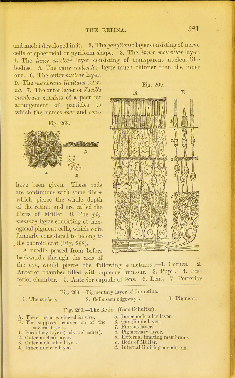 and nuclei developed in it. 2. The ganglionic layer consisting of nerve cells of spheroidal or pyriform shape. 3. The inner molecular layer. 4. The inner nuclear layer consisting of transparent nucleus-like bodies. 5. The outer molecular layer much thinner than the inner one. 6. The outer nuclear layer. b. The membrana limitans exter- na. 7. The outer layer on Jacob's membrane consists of a peculiar arrangement of particles to which the names rods and cones Fig. 268. Fig. 269. have been given. These rods are continuous with some fibres which pierce the whole depth of the retina, and are called the fibres of Muller. 8. The pig- mentary layer consisting of hex- agonal pigment cells, which were formerly considered to belong to „ the choroid coat (Fig. 268). A needle passed from before backwards through the axis of the eye, would pierce the following structures :—1. Cornea Anterior chamber filled with aqueous humour, terior chamber. 5. Anterior capsule of lens. 6. 2. 3. Pupil. 4. Pos- Lens. 7. Posterior 1. The surface. Fig. 268.—Pigmentary layer of the retina. 2. Cells seen edgeways. Fig. 269.—The Retina (from Schultze). 3. Pigment. A. 13. r. 2. 3. 4. The structures viewed in situ. The supposed connection of the several layers. BacciUary layer (rods and cones). Outer nuclear layer. Outer molecular layer. Inner nuclear layer. 5. 6. 7. a. b. c. d. Inner molecular layer. Ganglionic layer. Fibrous layer. Pigmentary layer. External limiting membrane. Rods of Muller. Internal limiting membrane.