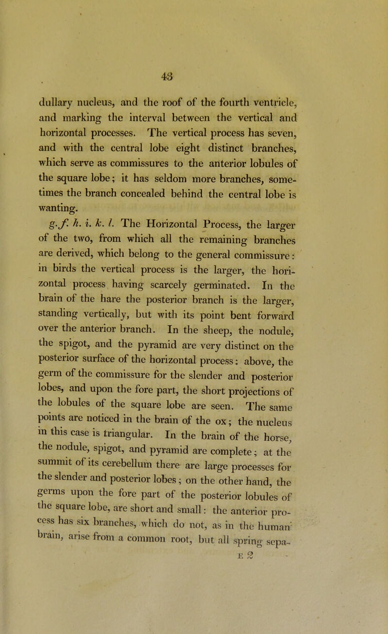 dullary nucleus, and the roof of the fourth ventricle, and marking the interval between the vertical and horizontal processes. The vertical process has seven, and with the central lobe eight distinct branches, which serve as commissures to the anterior lobules of the square lobe; it has seldom more branches, some- times the branch concealed behind the central lobe is wanting. g.f. h. i. k. I. The Horizontal Process, the larger of the two, from which all the remaining branches are derived, which belong to the general commissure: in birds the vertical process is the larger, the hori- zontal process having scarcely germinated. In the brain of the hare the posterior branch is the larger, standing vertically, but with its point bent forward over the anterior branch. In the sheep, the nodule, the spigot, and the pyramid are very distinct on the posterior surface of the horizontal process: above, the germ of the commissure for the slender and posterior lobes, and upon the fore part, the short projections of the lobules of the square lobe are seen. The same points are noticed in the brain of the ox; the nucleus m this case is triangular. In the brain of the horse, the nodule, spigot, and pyramid are complete; at the summit of its cerebeUum there are large processes for the slender and posterior lobes; on the other hand, the germs upon the fore part of the posterior lobules of the square lobe, are short and small: the anterior pro- cess has six branches, which do not, as in the human bram, arise from a common root, but all spring sepa- E 2